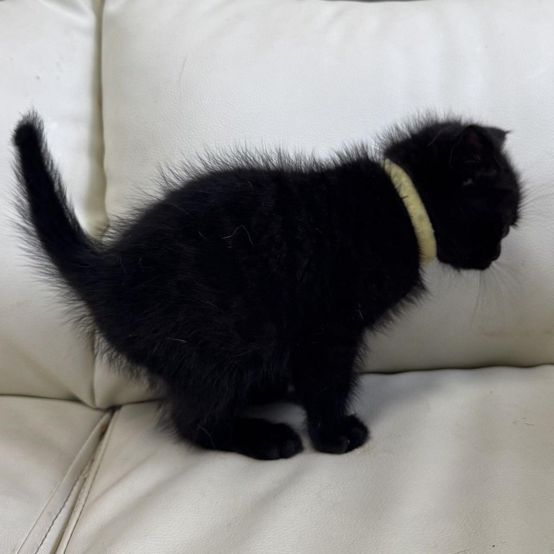 pet-image-4