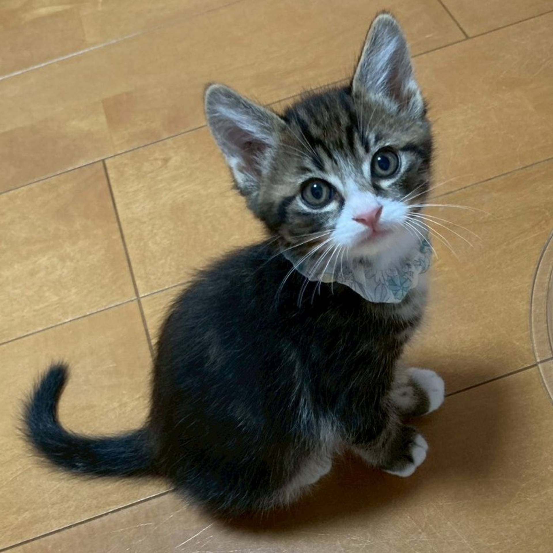 雑種（ミックス猫）・オスの里親募集の写真