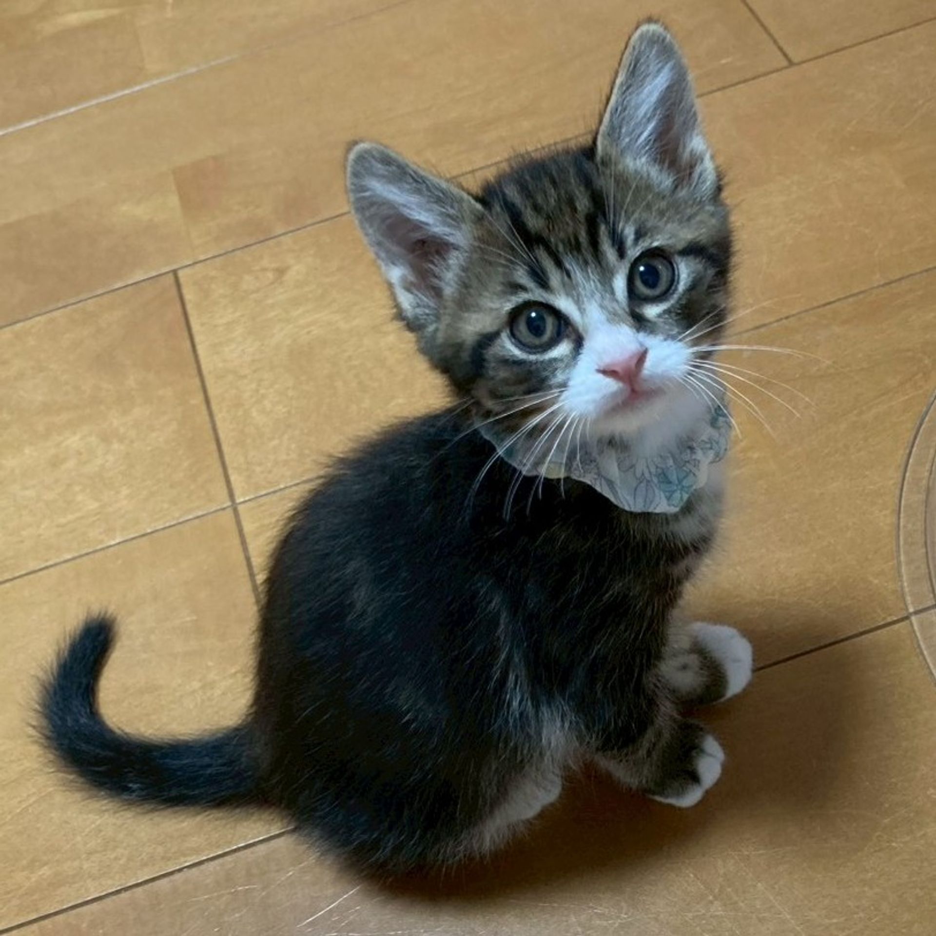 雑種（ミックス猫）・オスの里親募集の写真