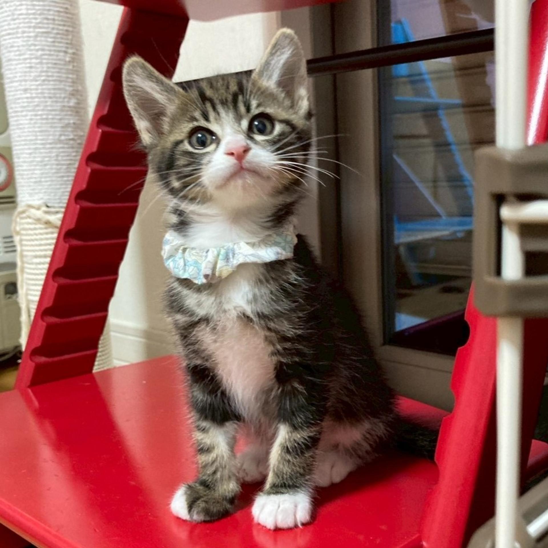 pet-image-2