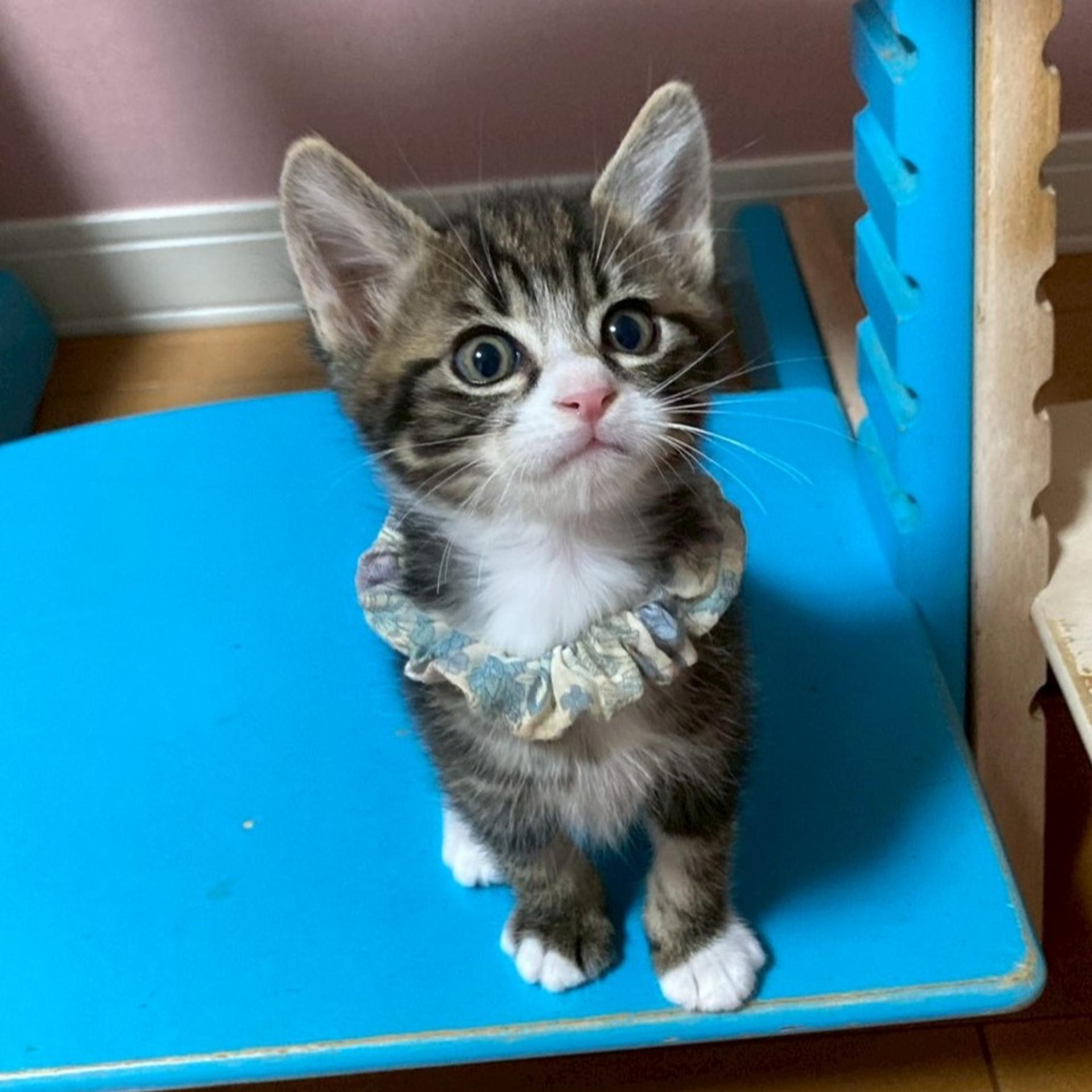 pet-image-5