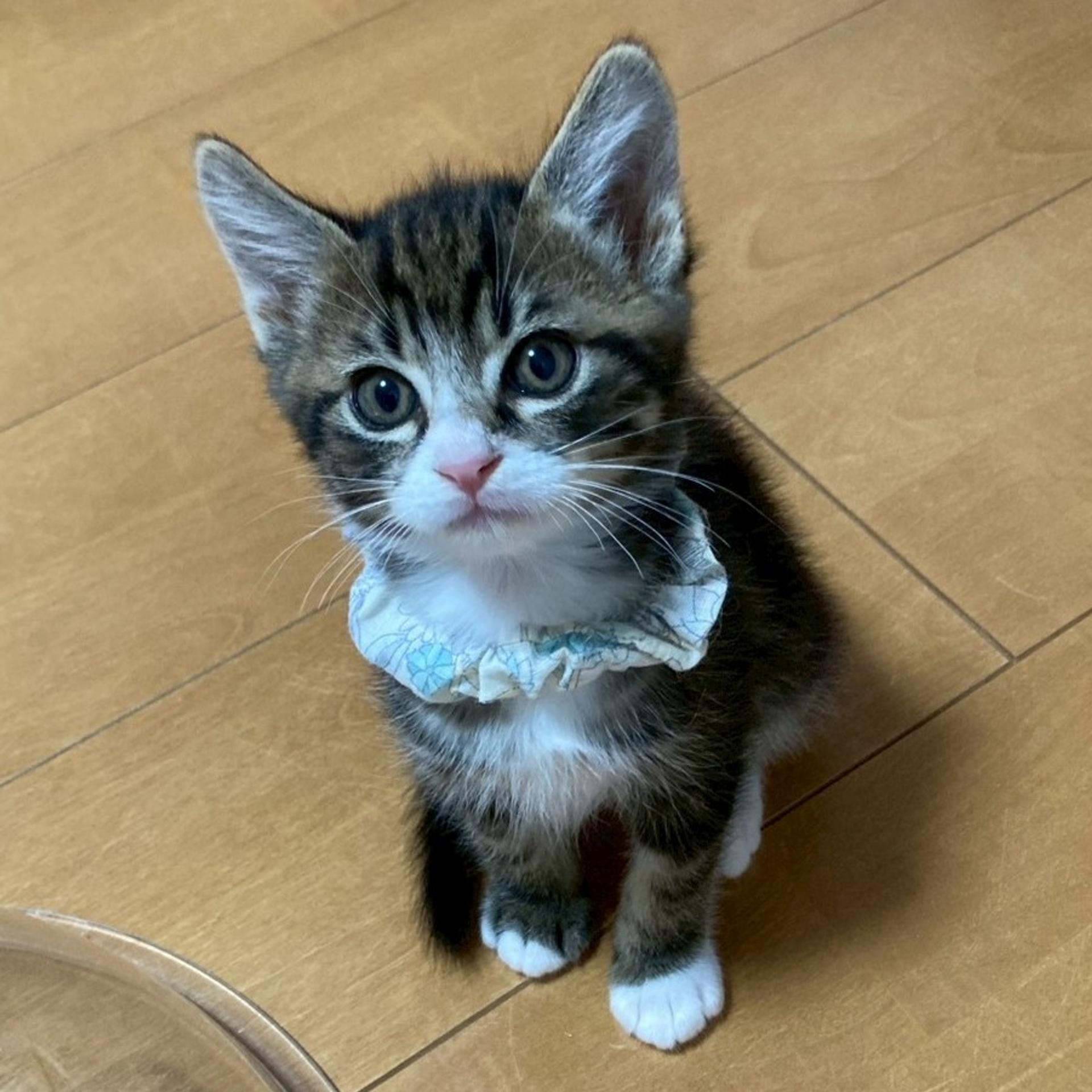 pet-image-6