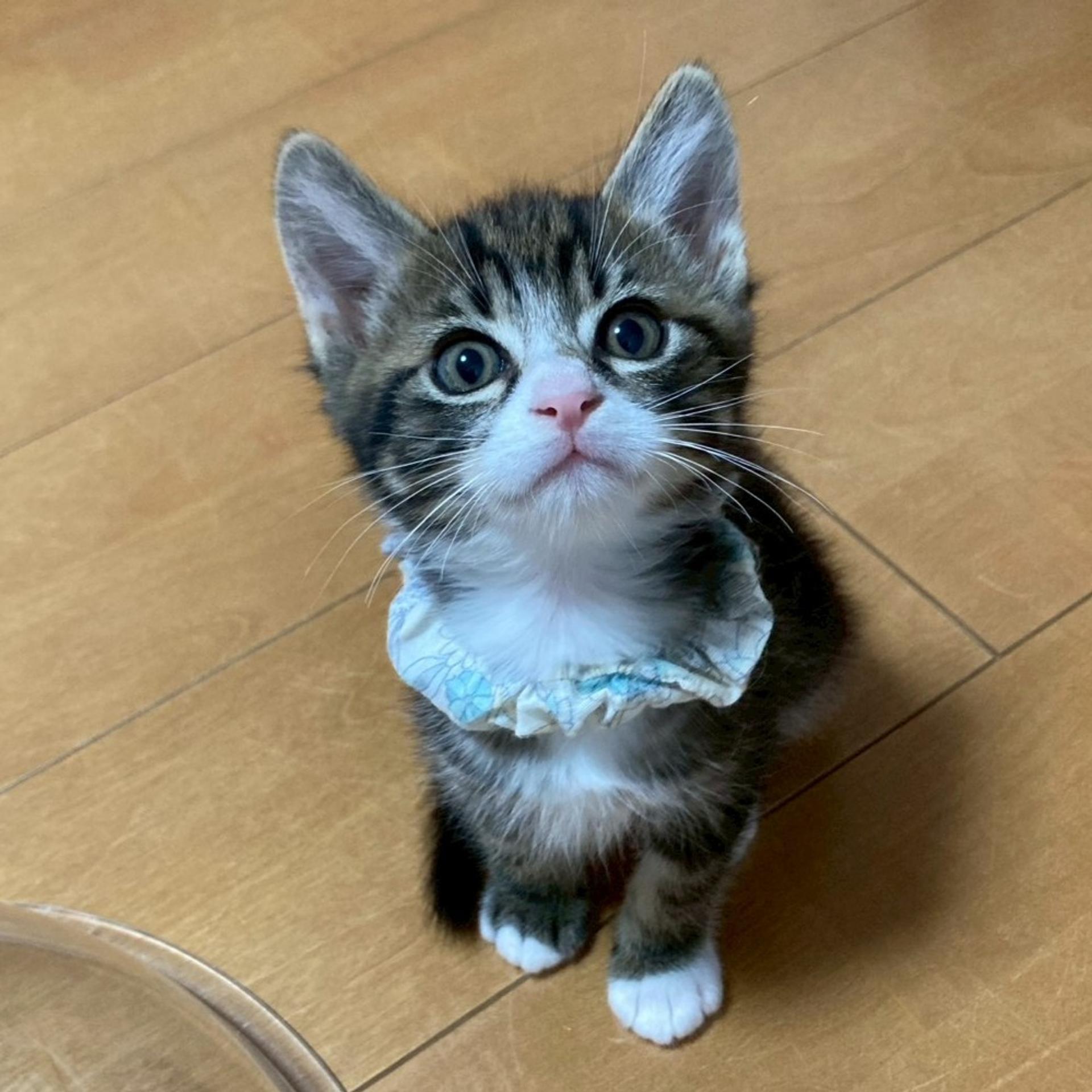 pet-image-9