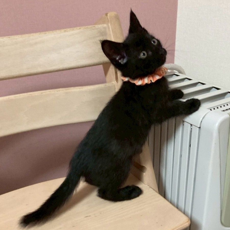猫を初めて飼う方にもおすすめ☆クロエくん | 雑種（ミックス猫