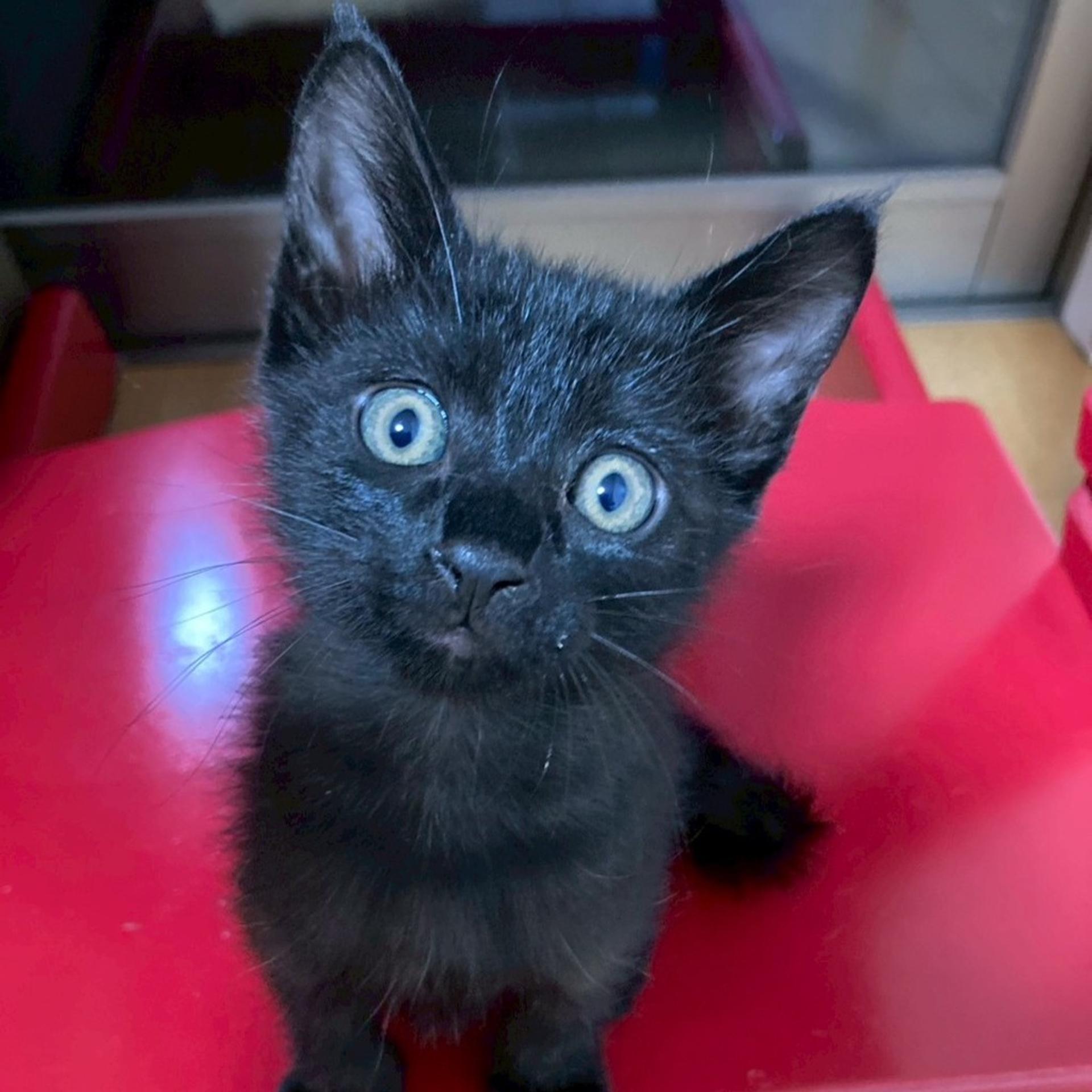 pet-image-9