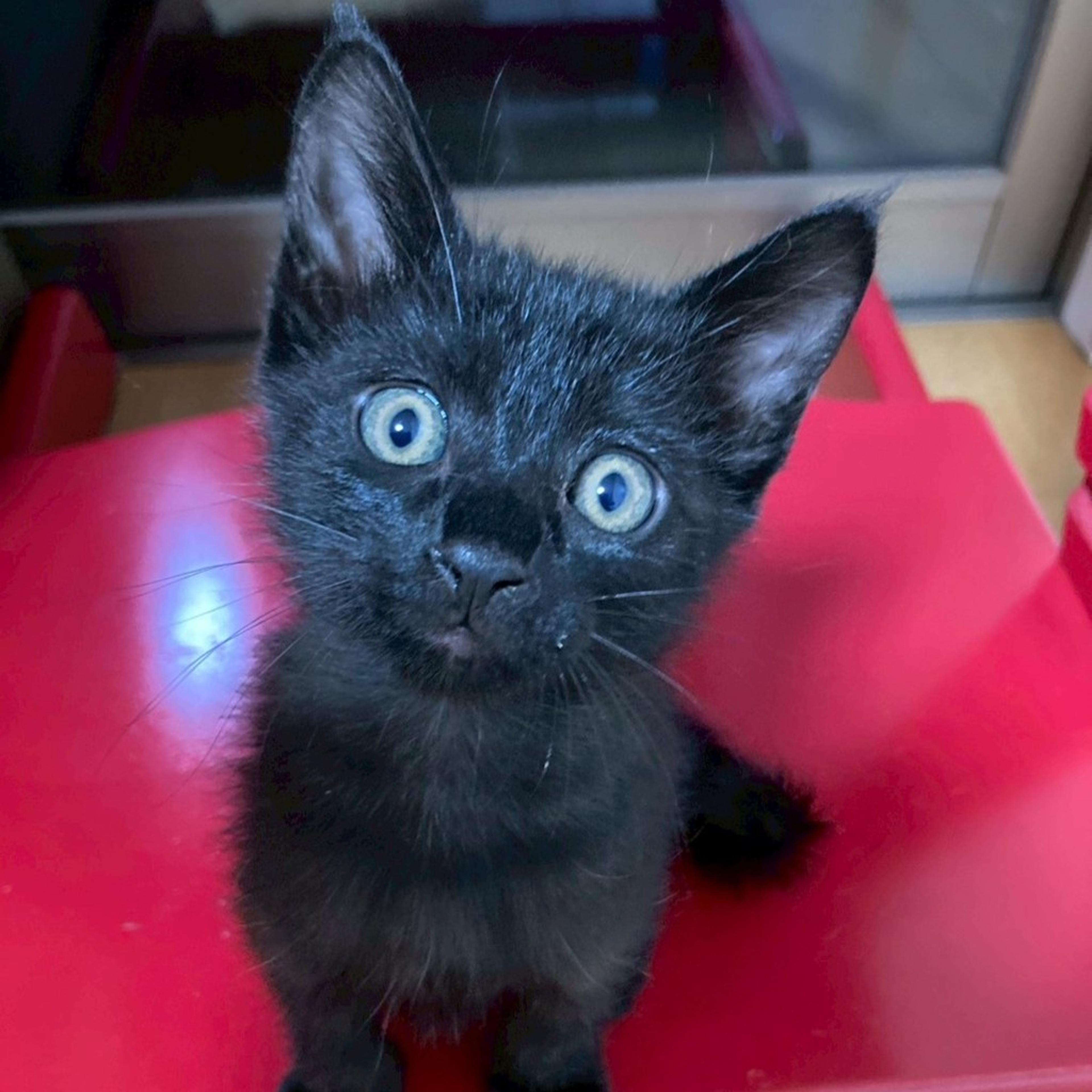 pet-image-9