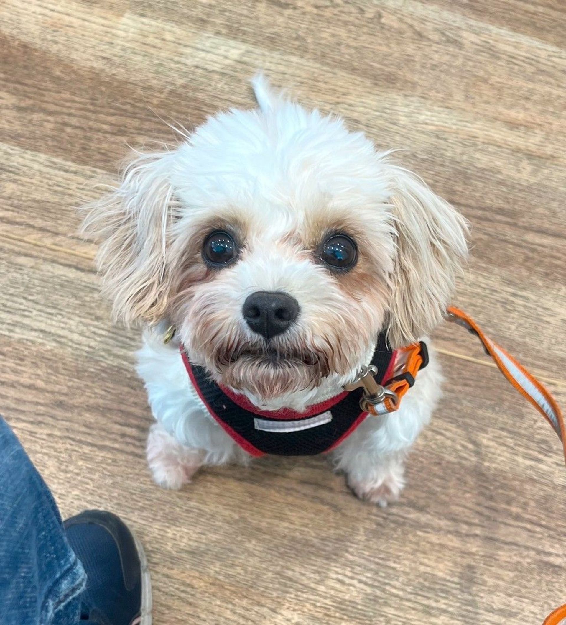 雑種（ミックス犬）・メスの里親募集の写真