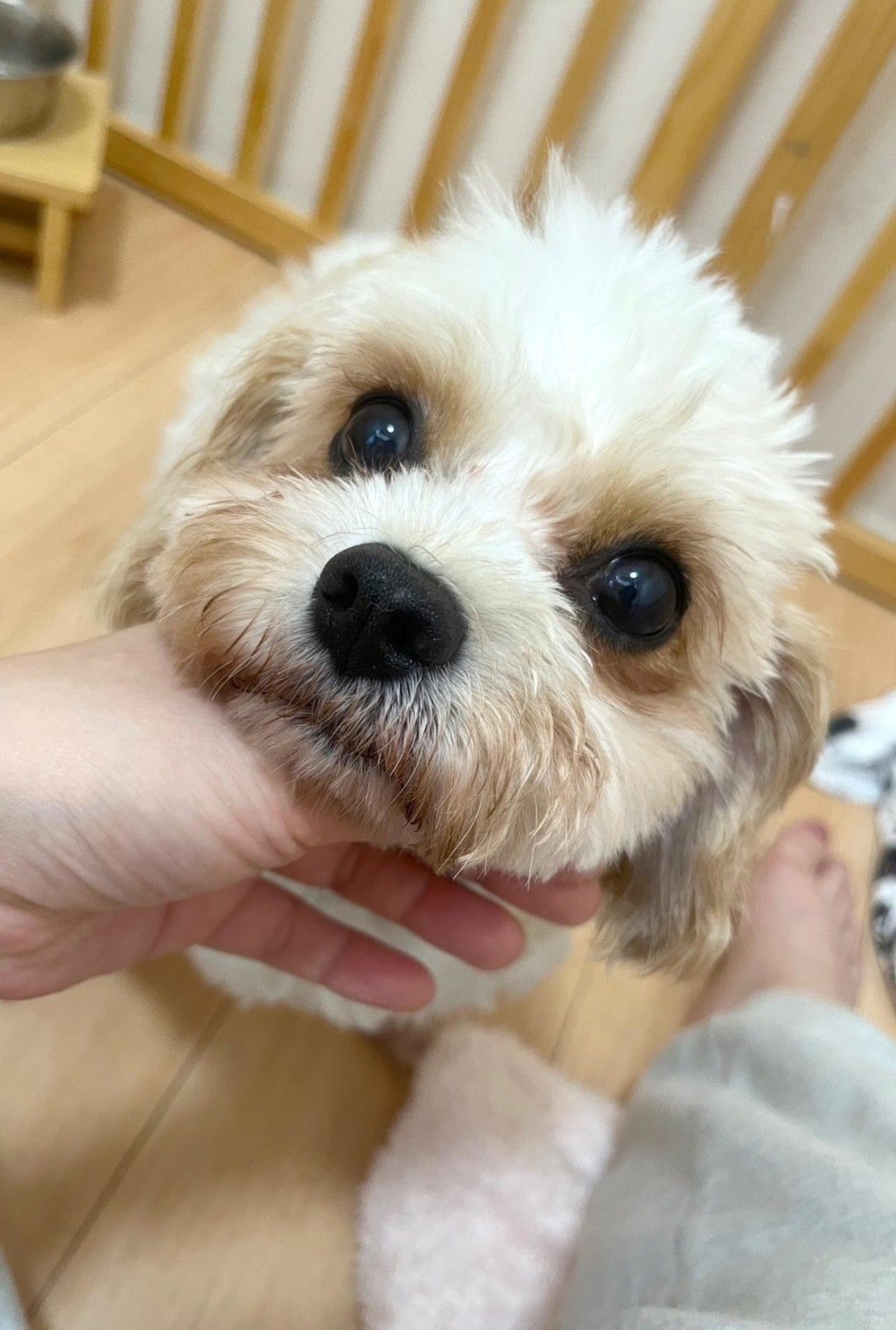 pet-image-2