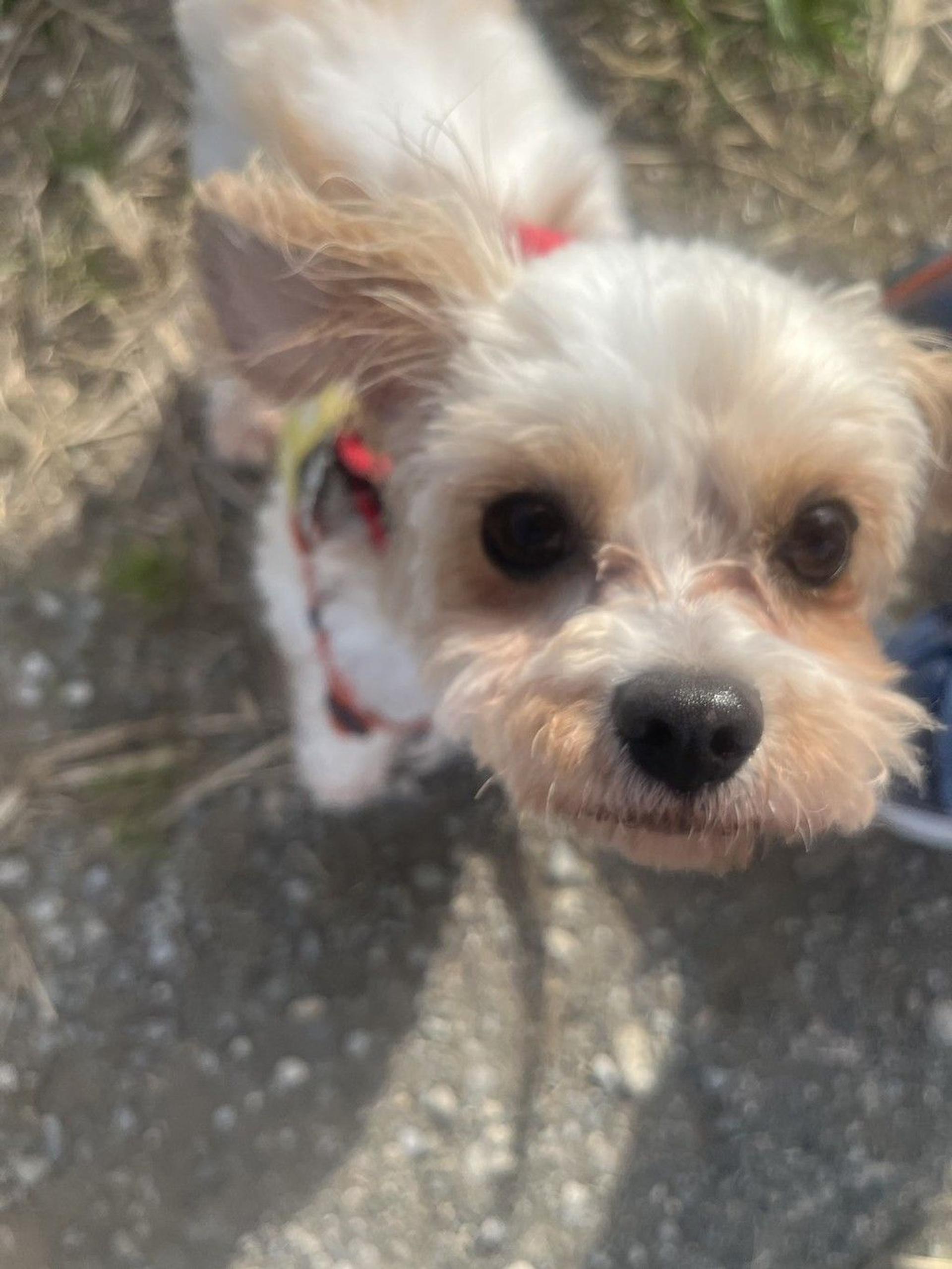 pet-image-4