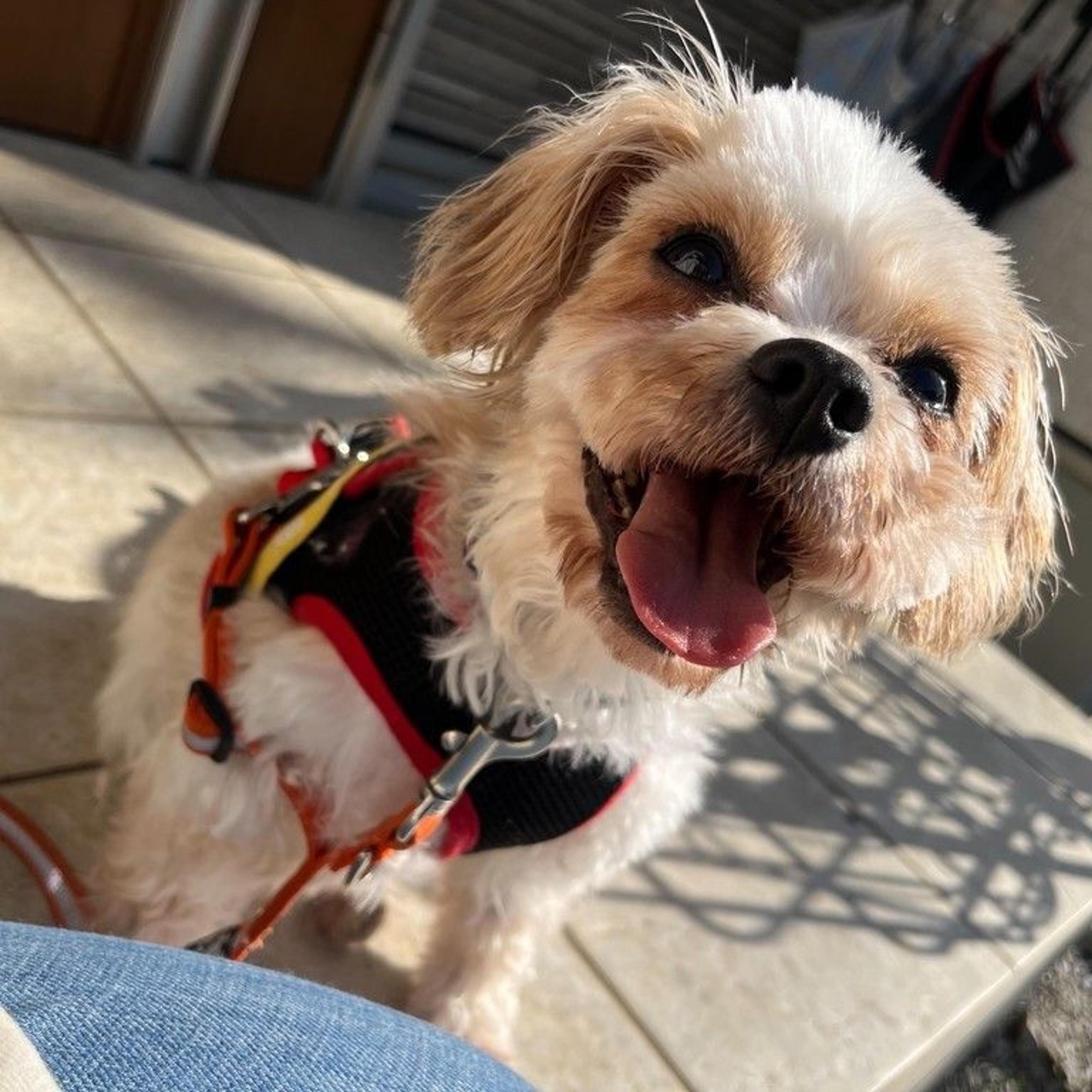 pet-image-5
