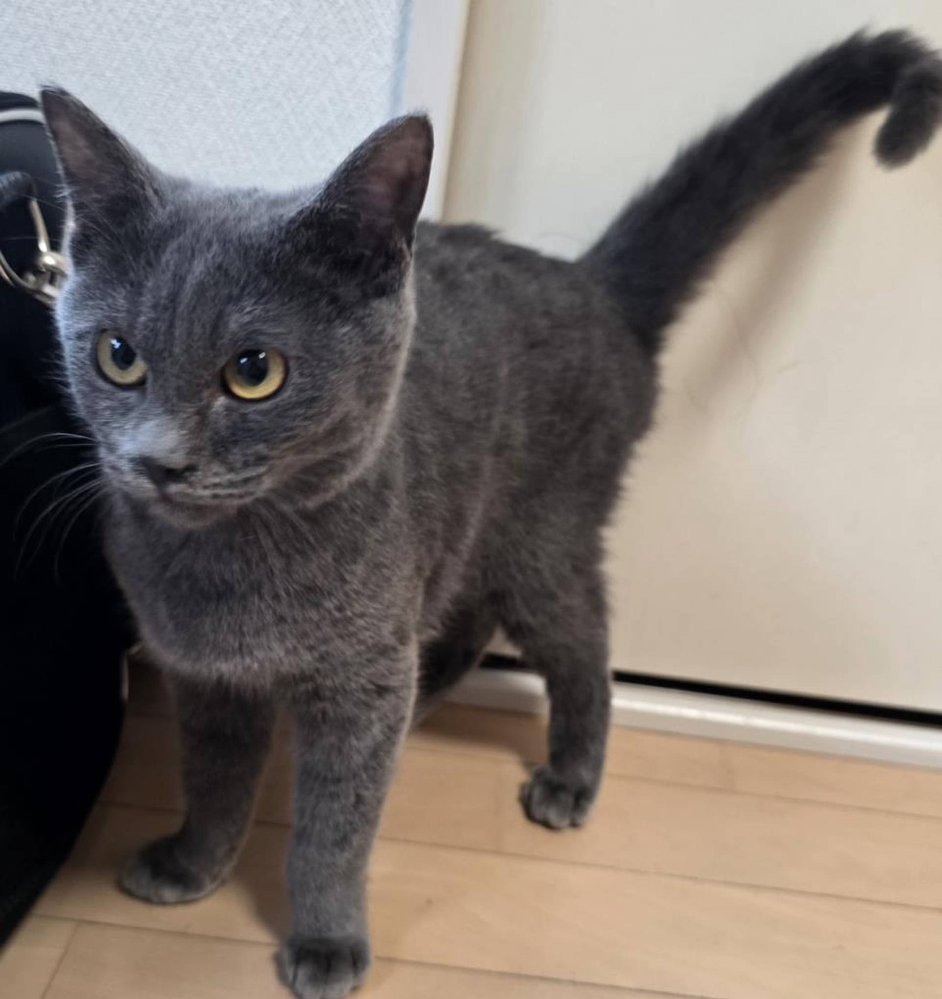 雑種（ミックス猫）・オスの里親募集の写真