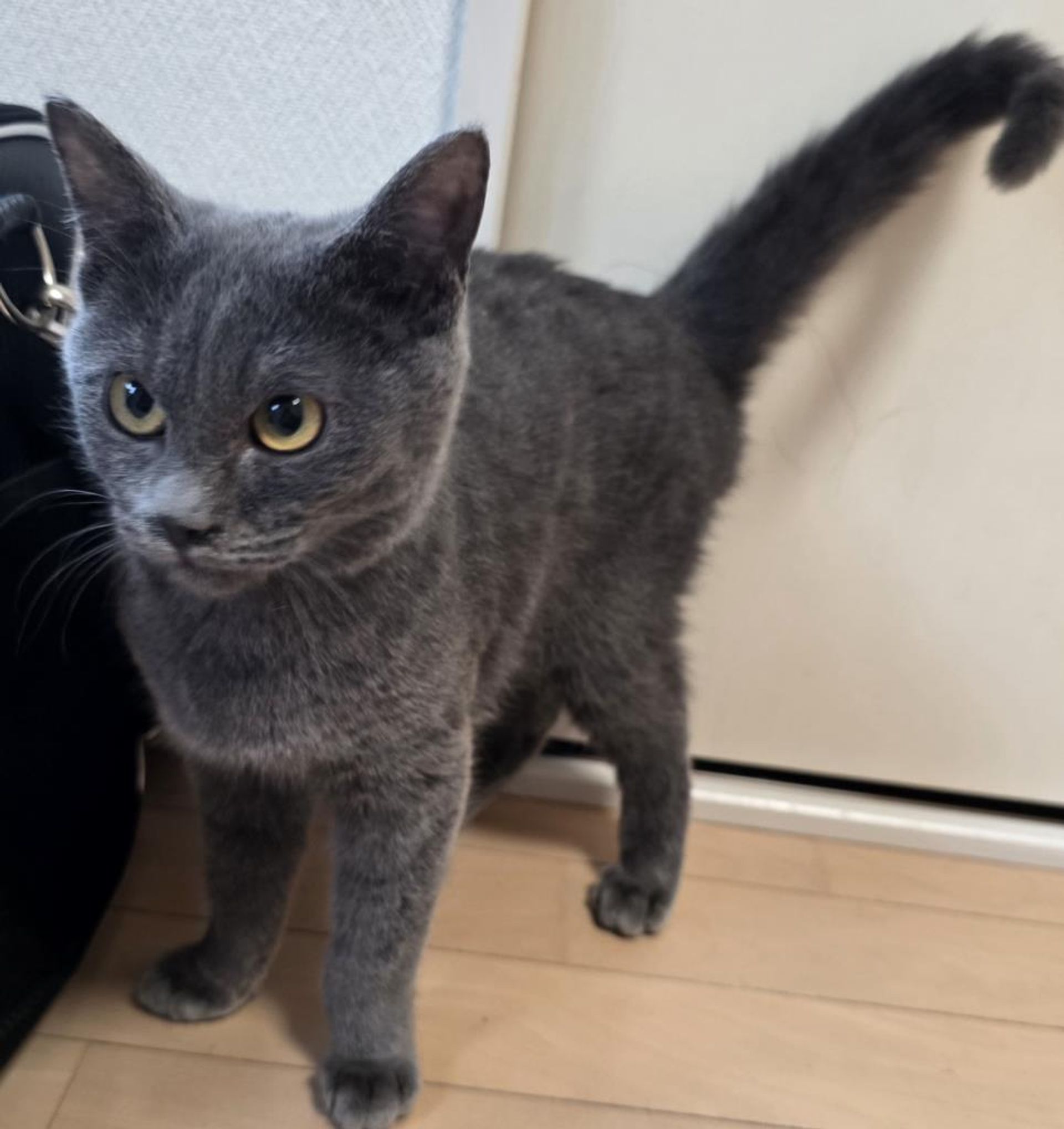 雑種（ミックス猫）・オスの里親募集の写真