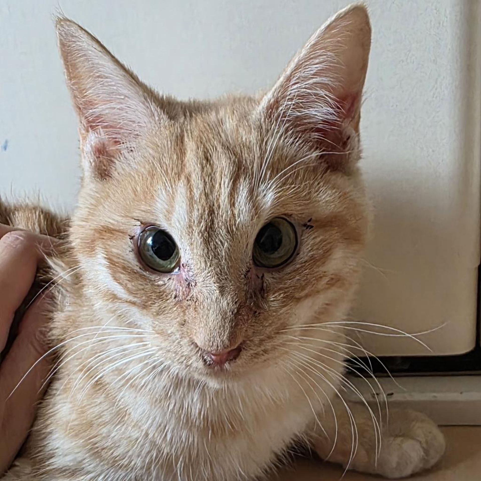 雑種（ミックス猫）・メスの里親募集の写真