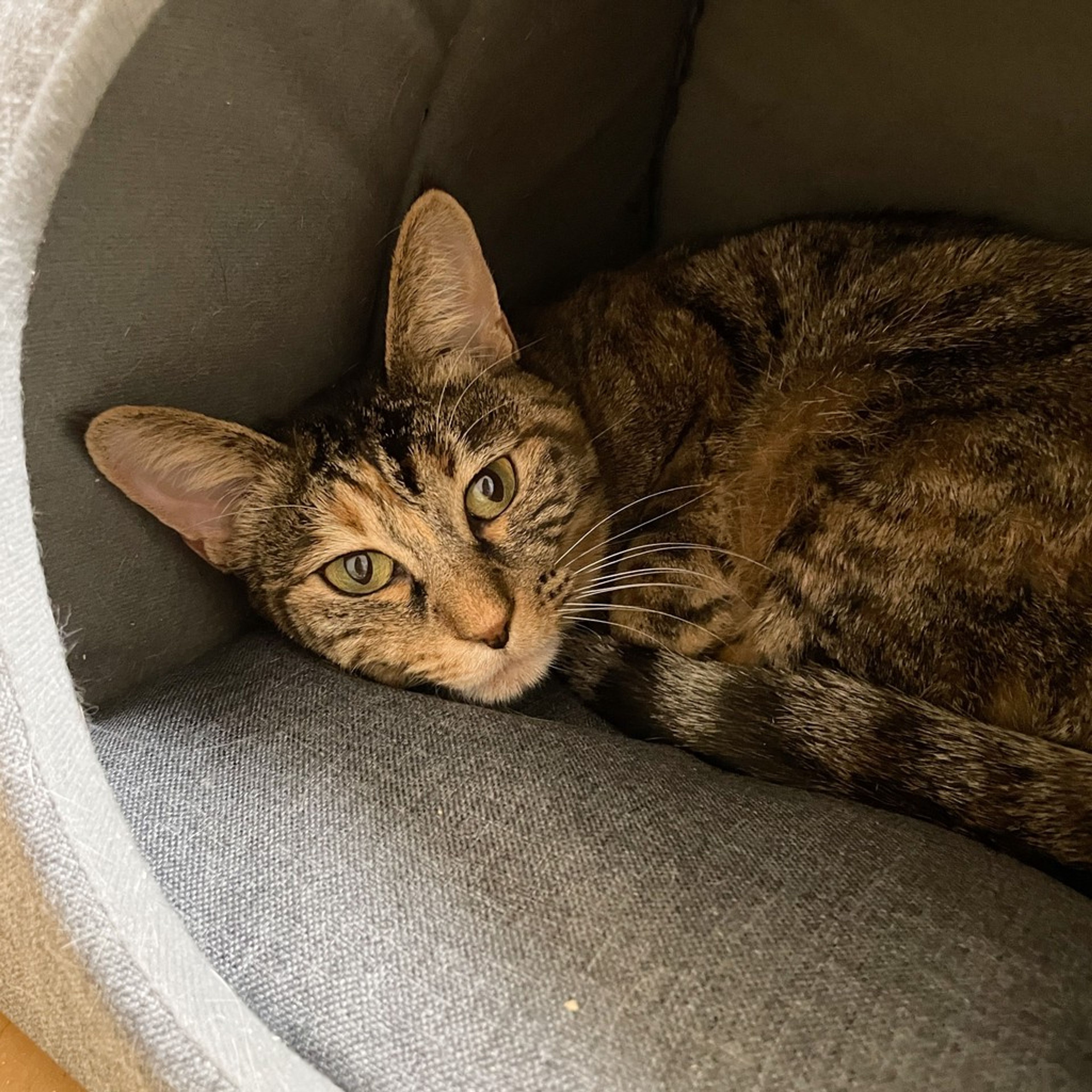 pet-image-7