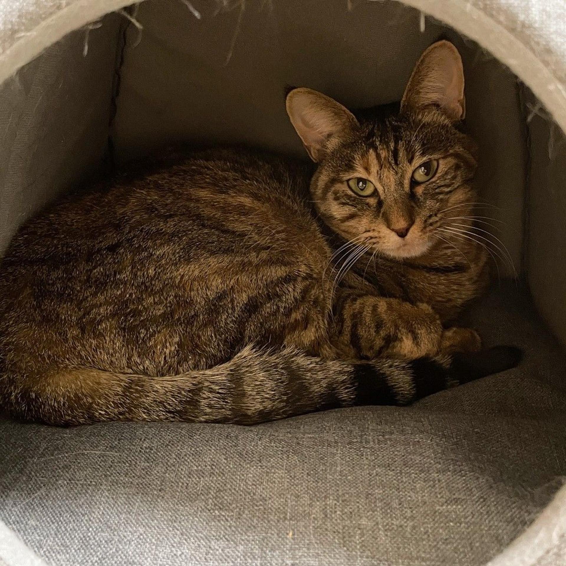 pet-image-6