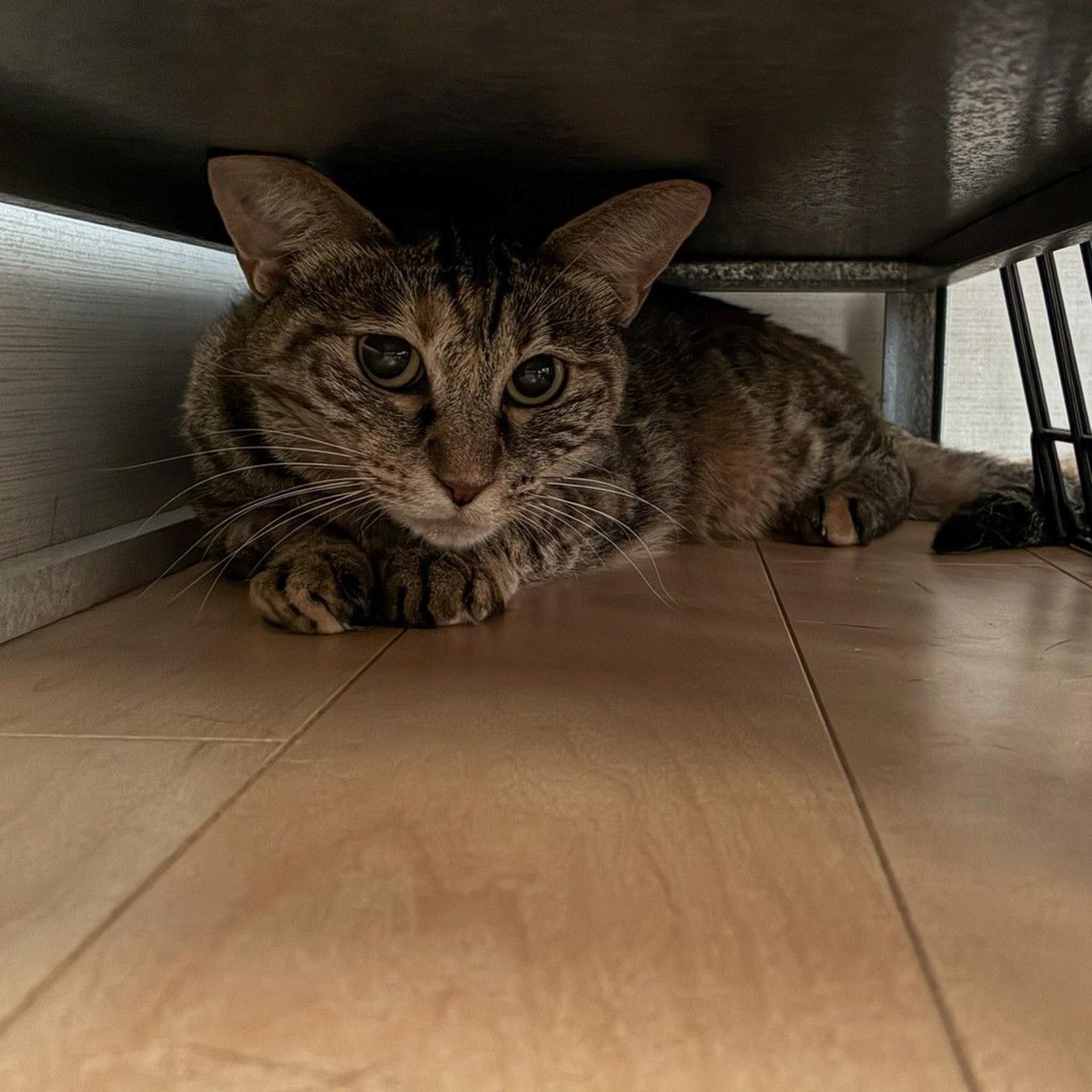 pet-image-8
