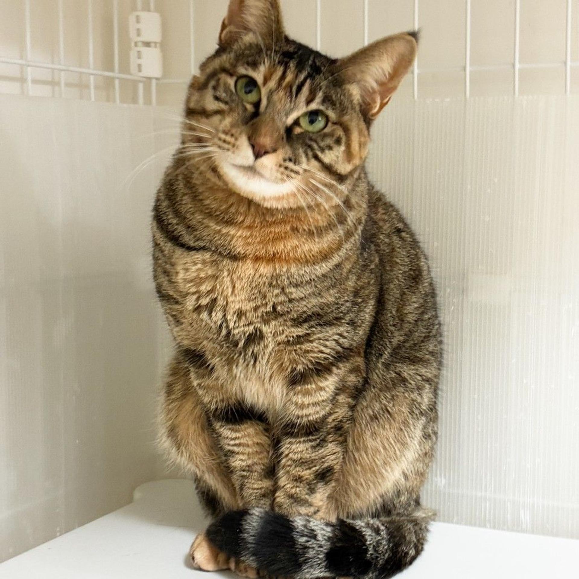 pet-image-9
