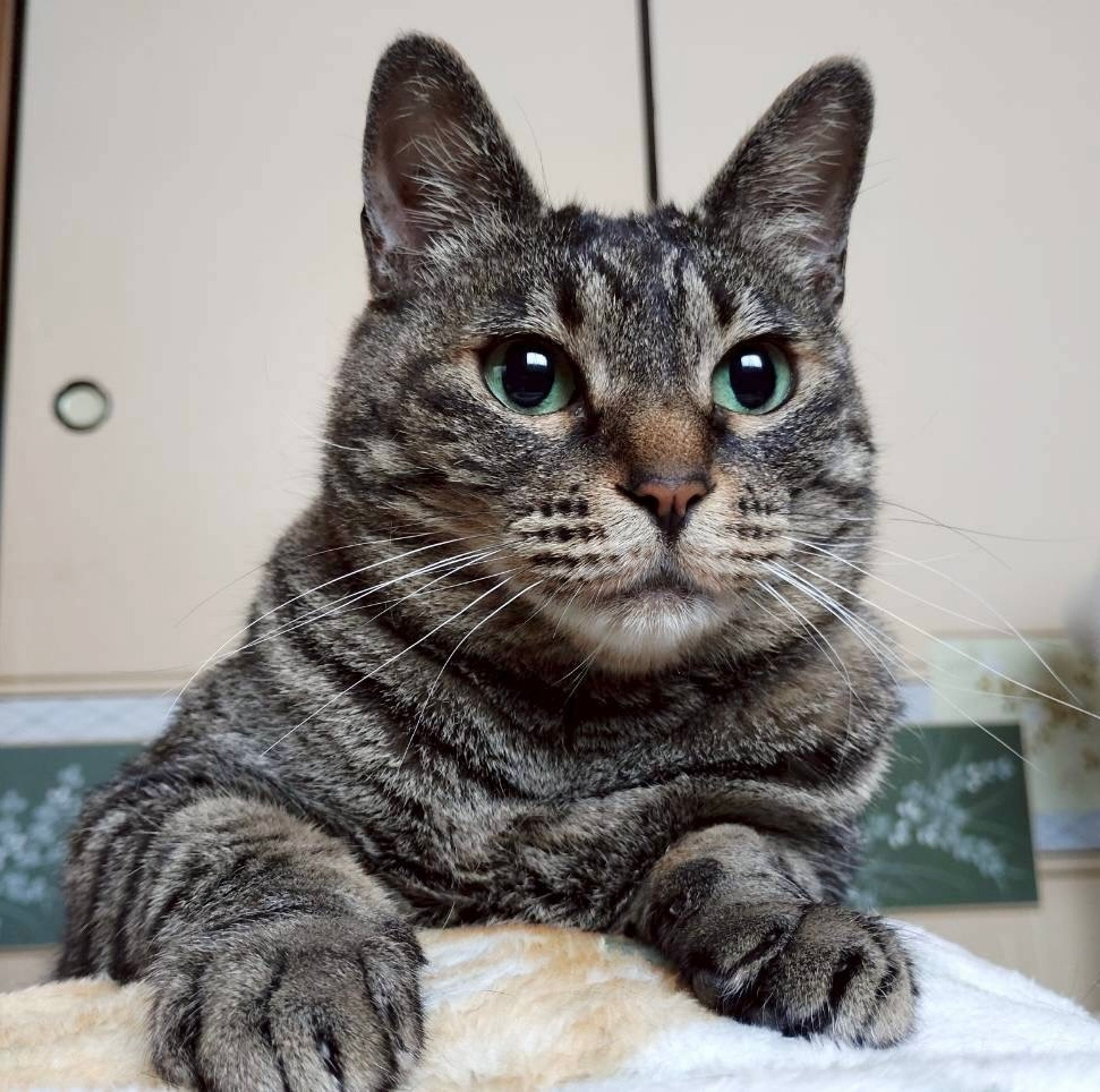 雑種（ミックス猫）・メスの里親募集の写真