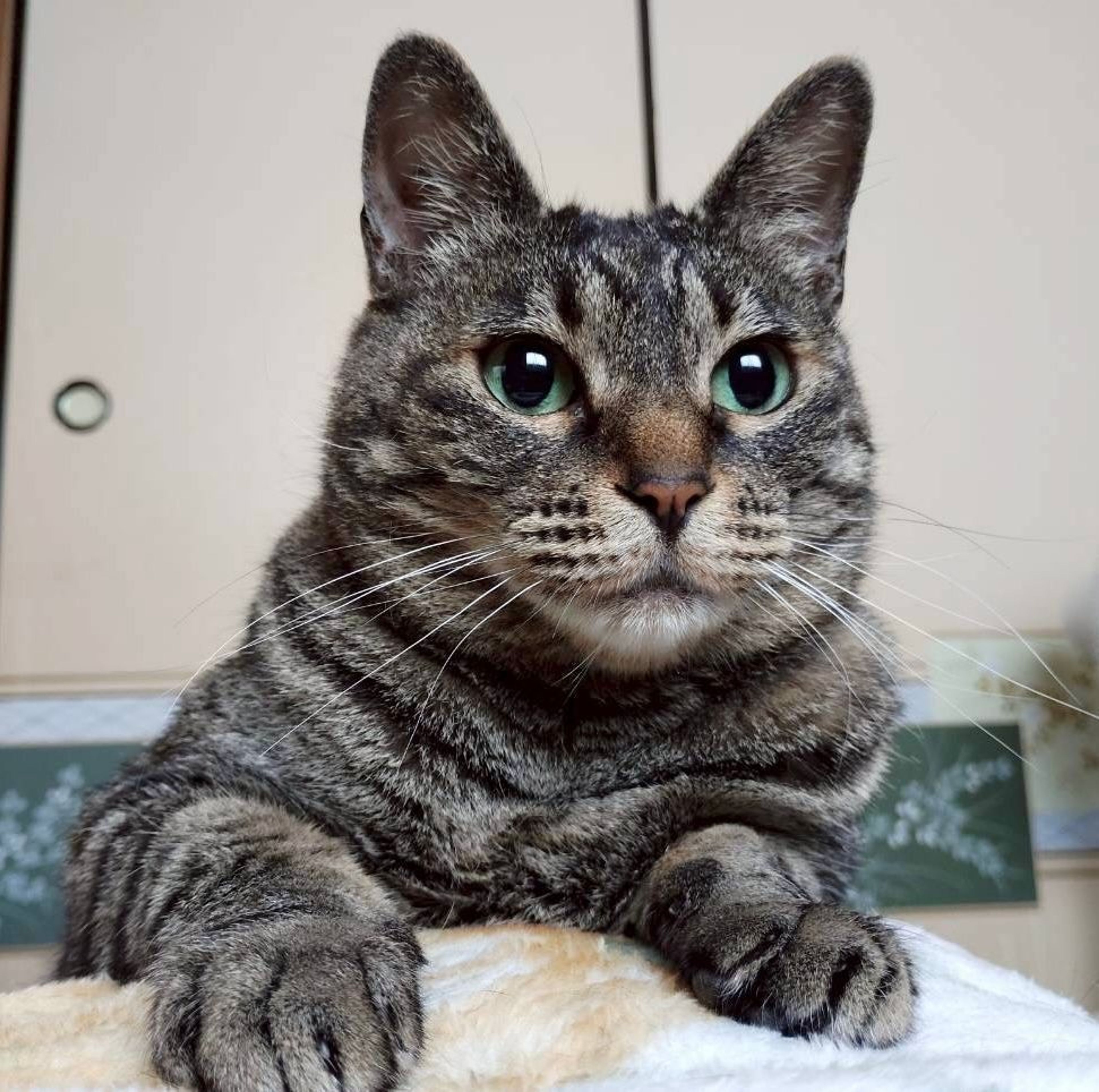雑種（ミックス猫）・メスの里親募集の写真
