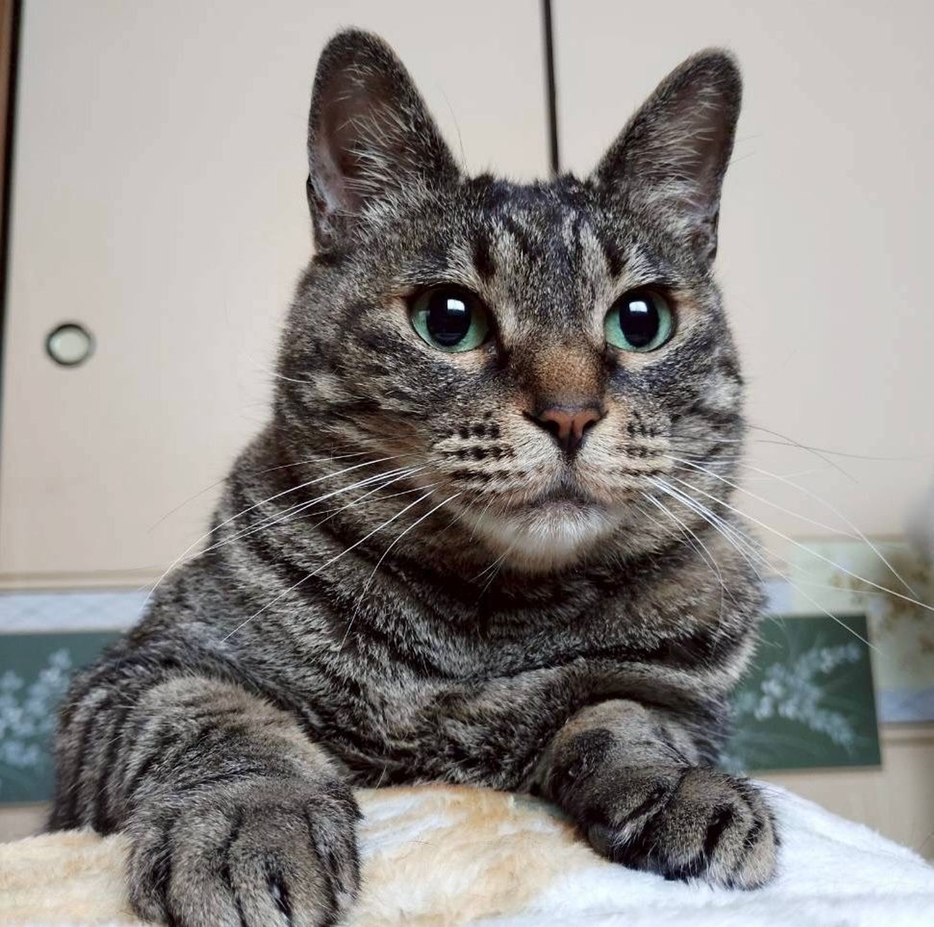 雑種（ミックス猫）・メスの里親募集の写真