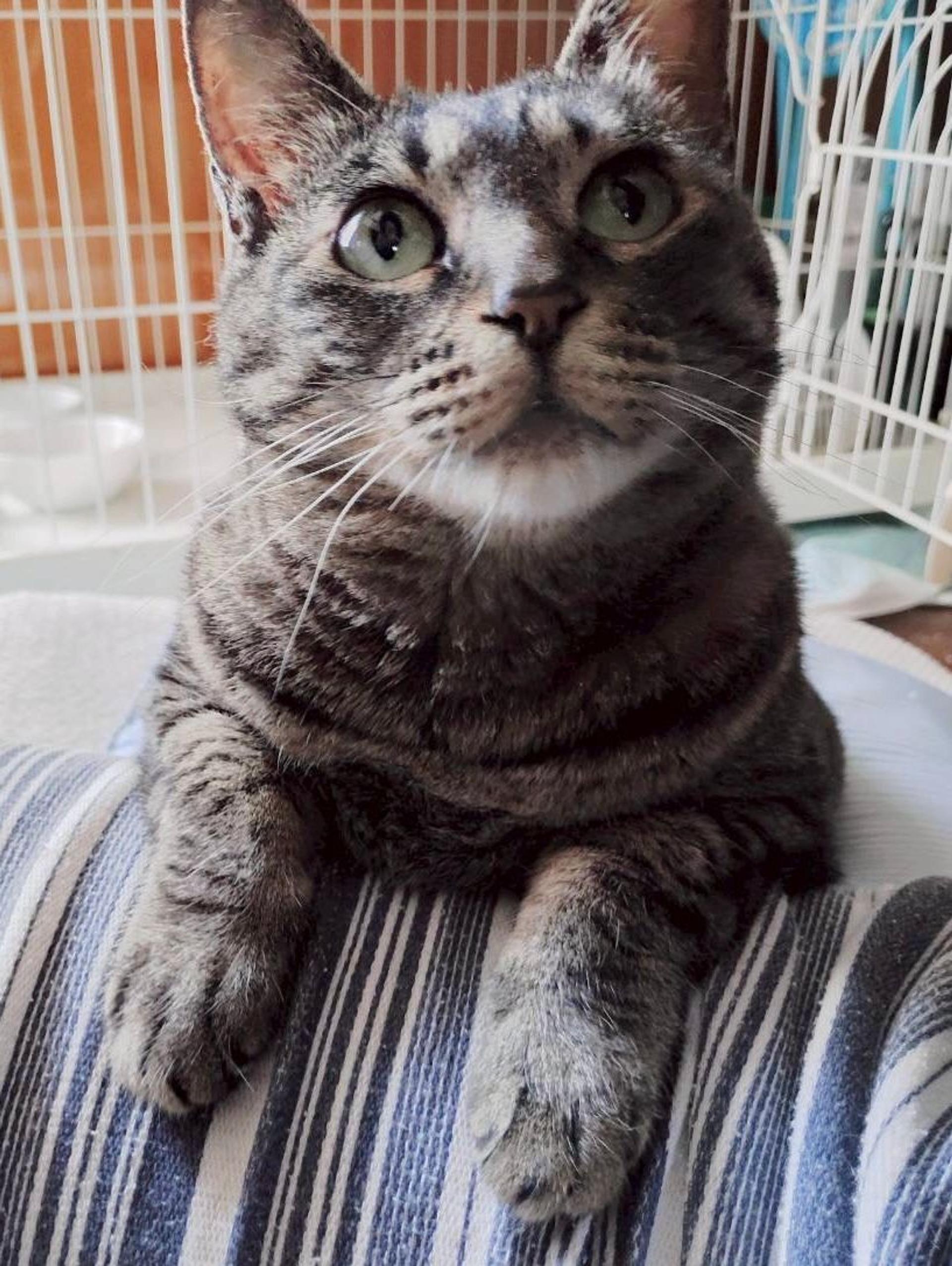 pet-image-2