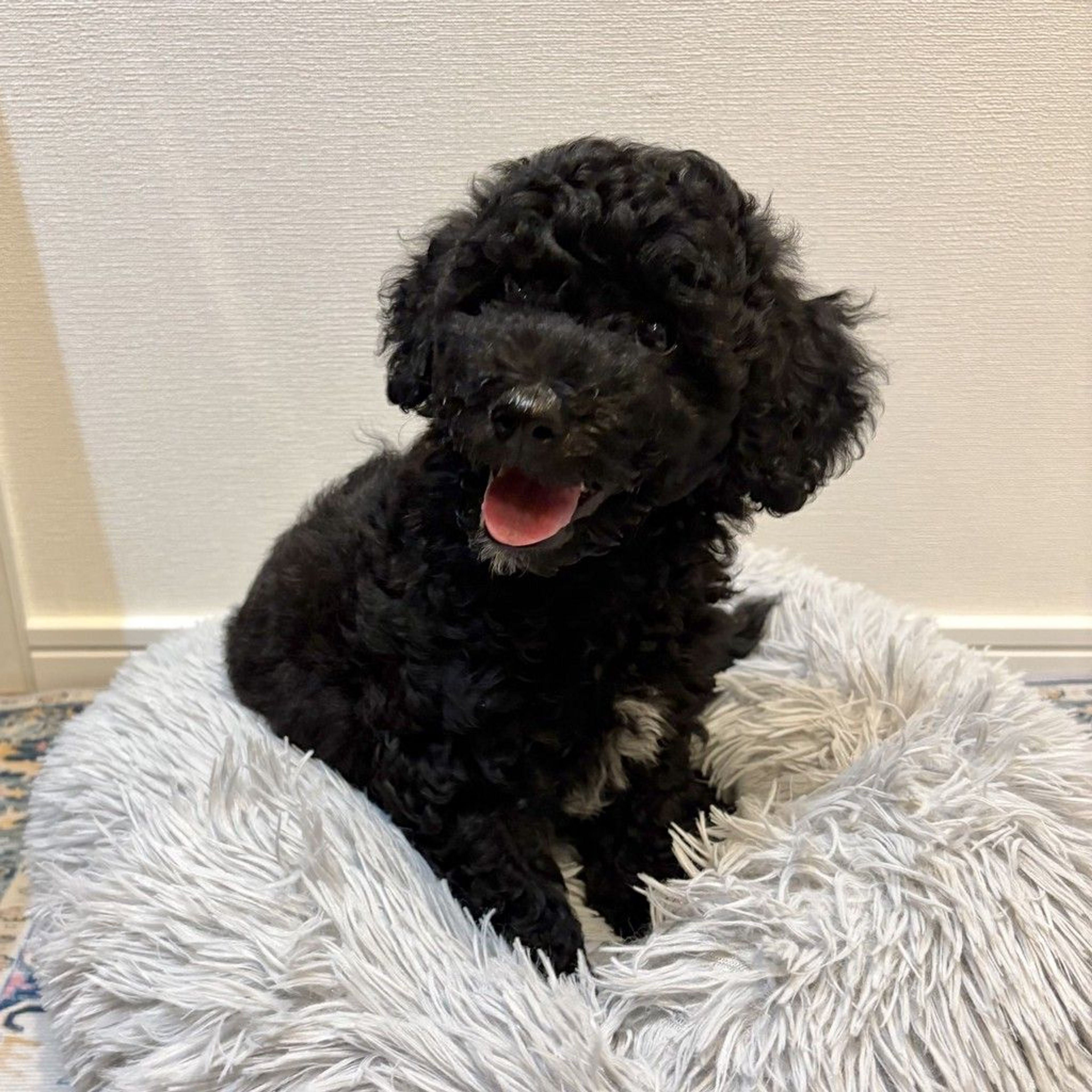 雑種（ミックス犬）・メスの里親募集の写真