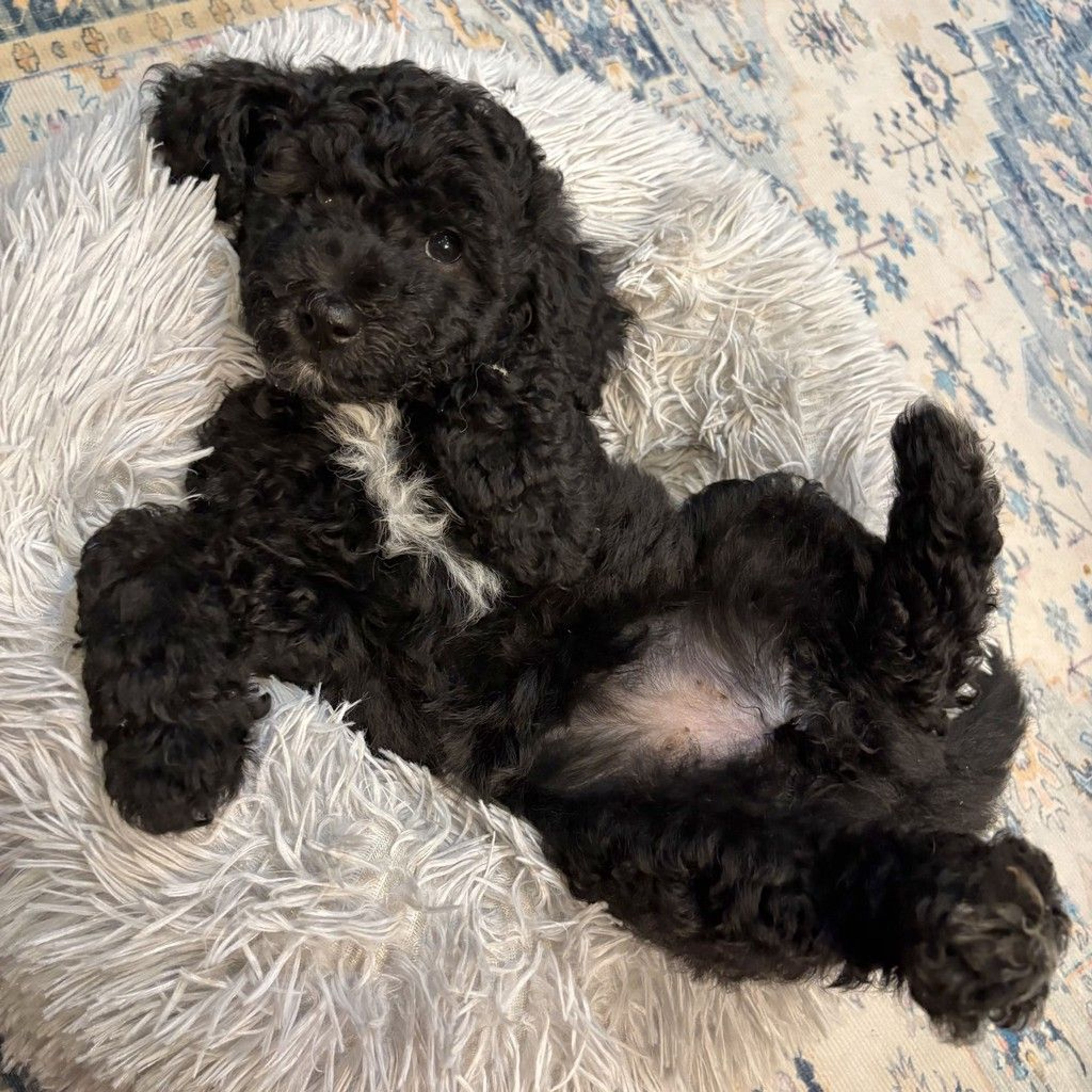 pet-image-3