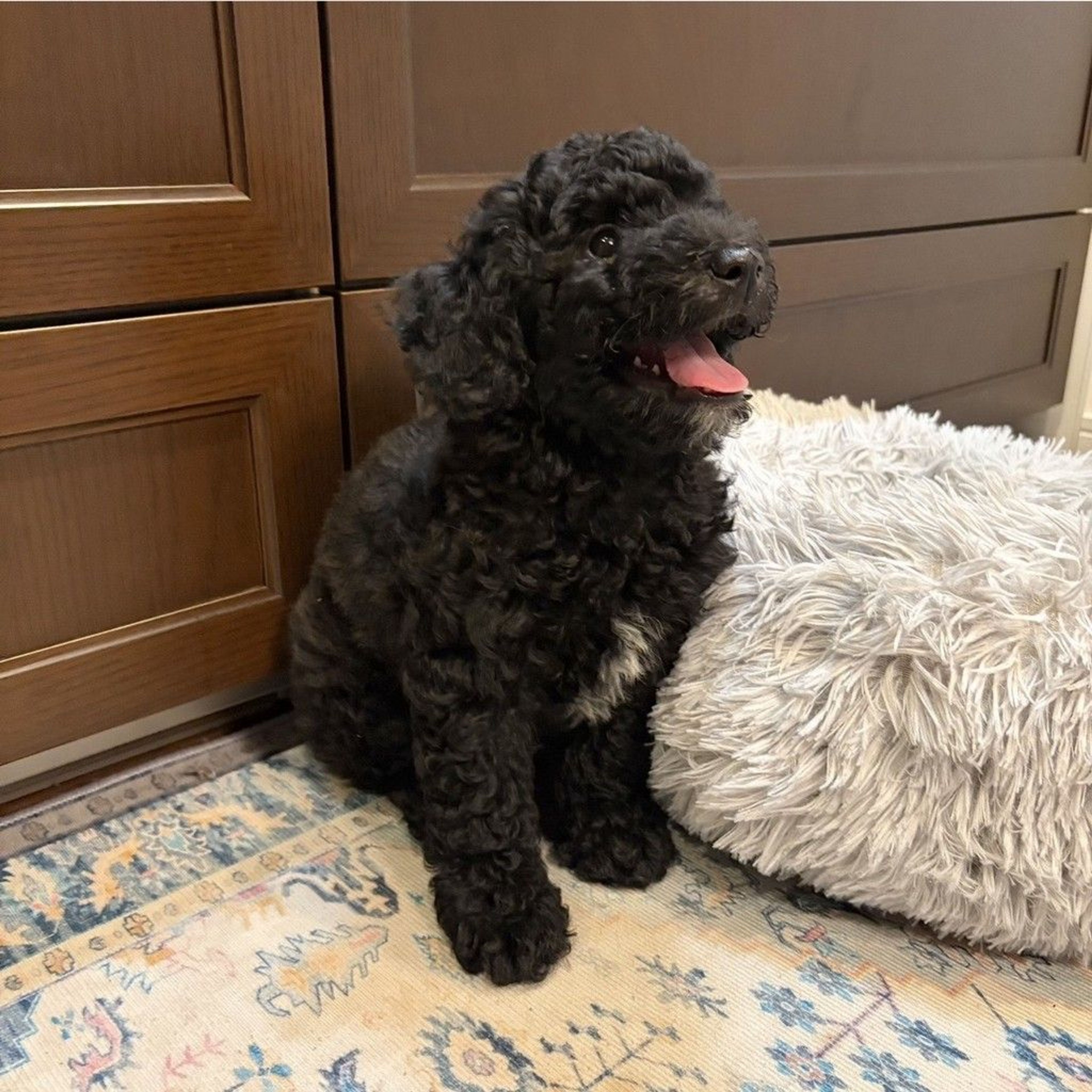 pet-image-4