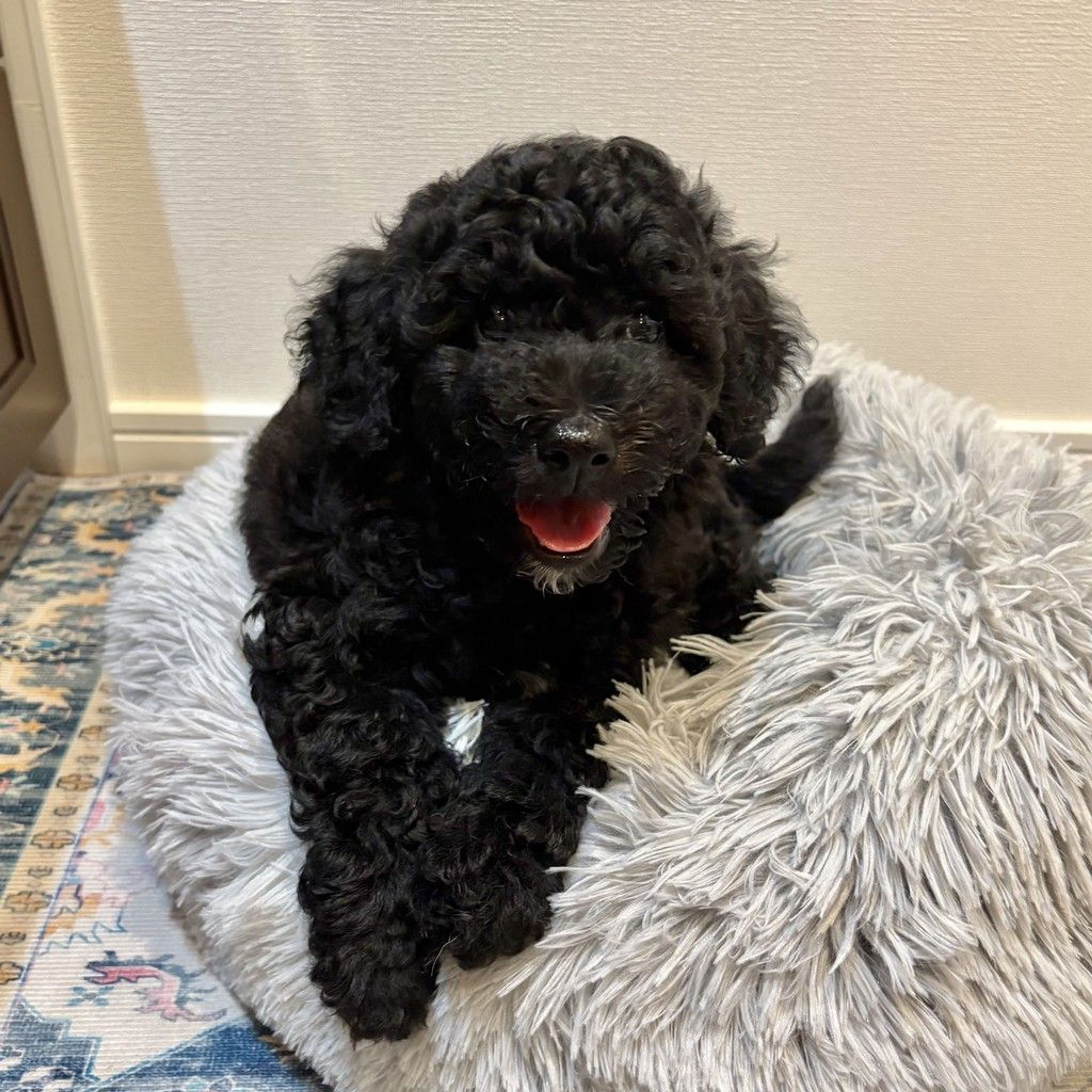 pet-image-5