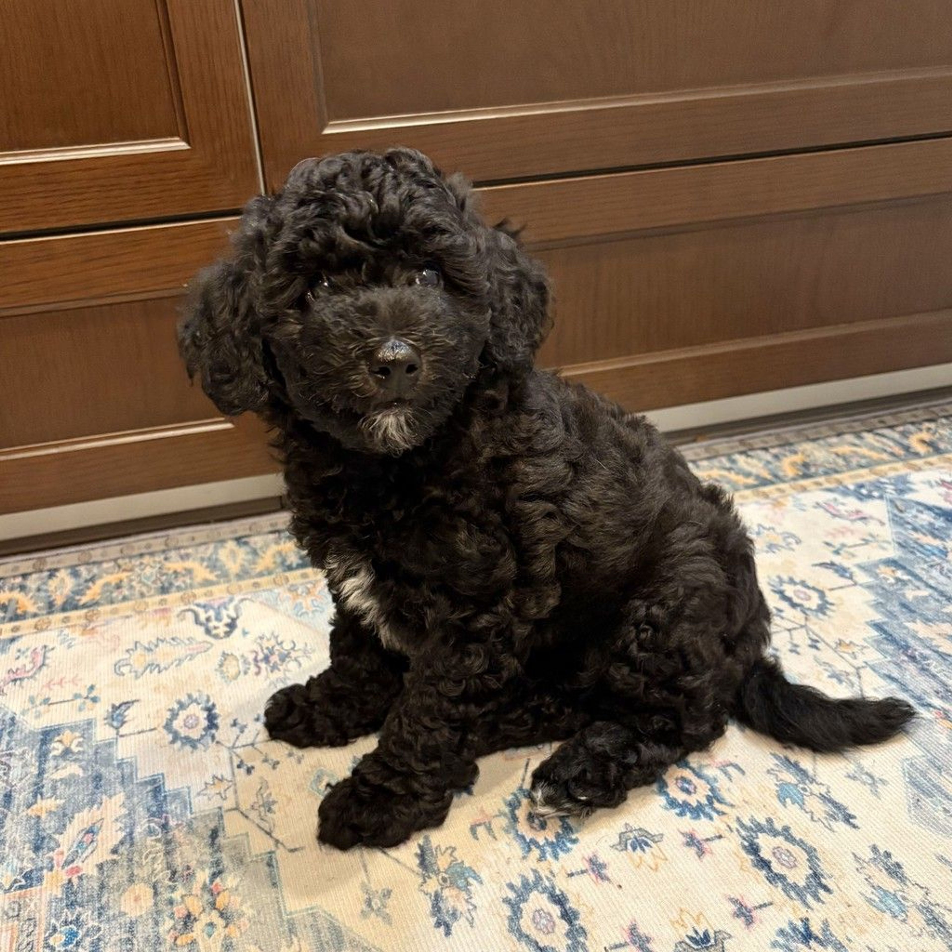 pet-image-6