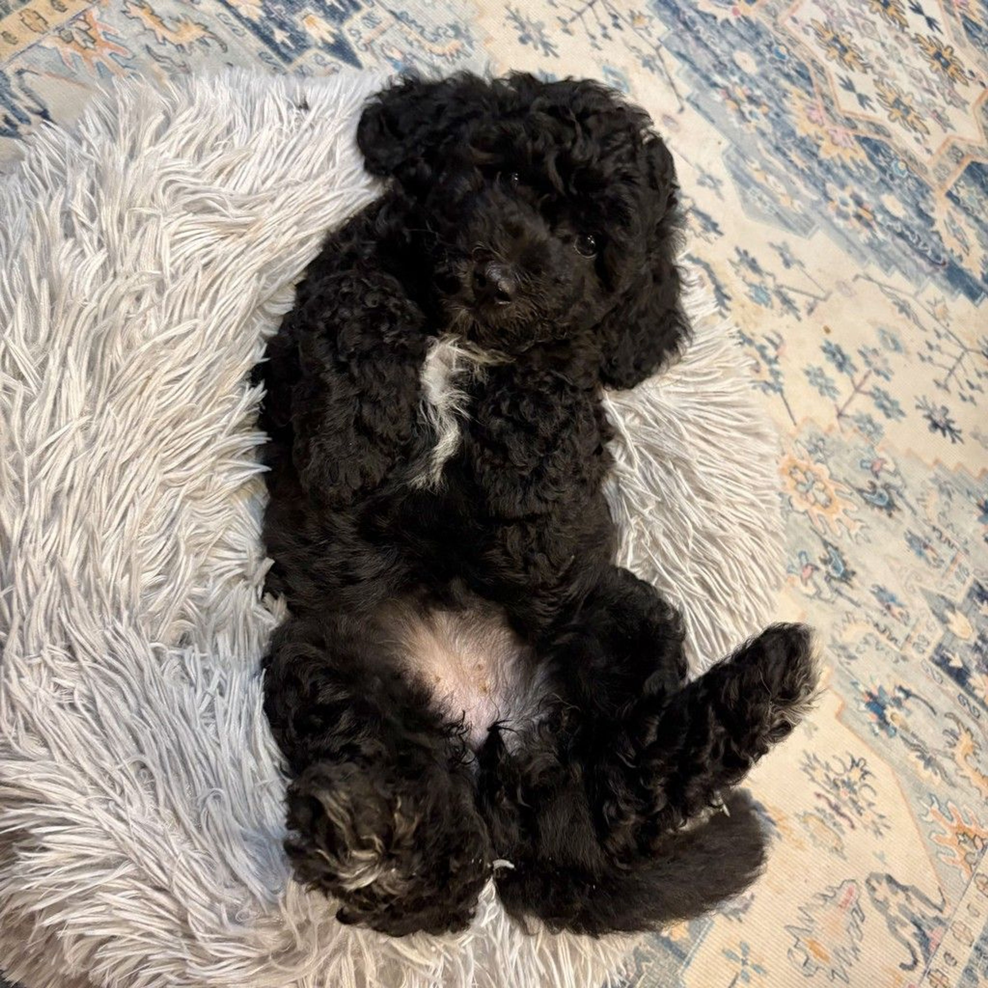 pet-image-7
