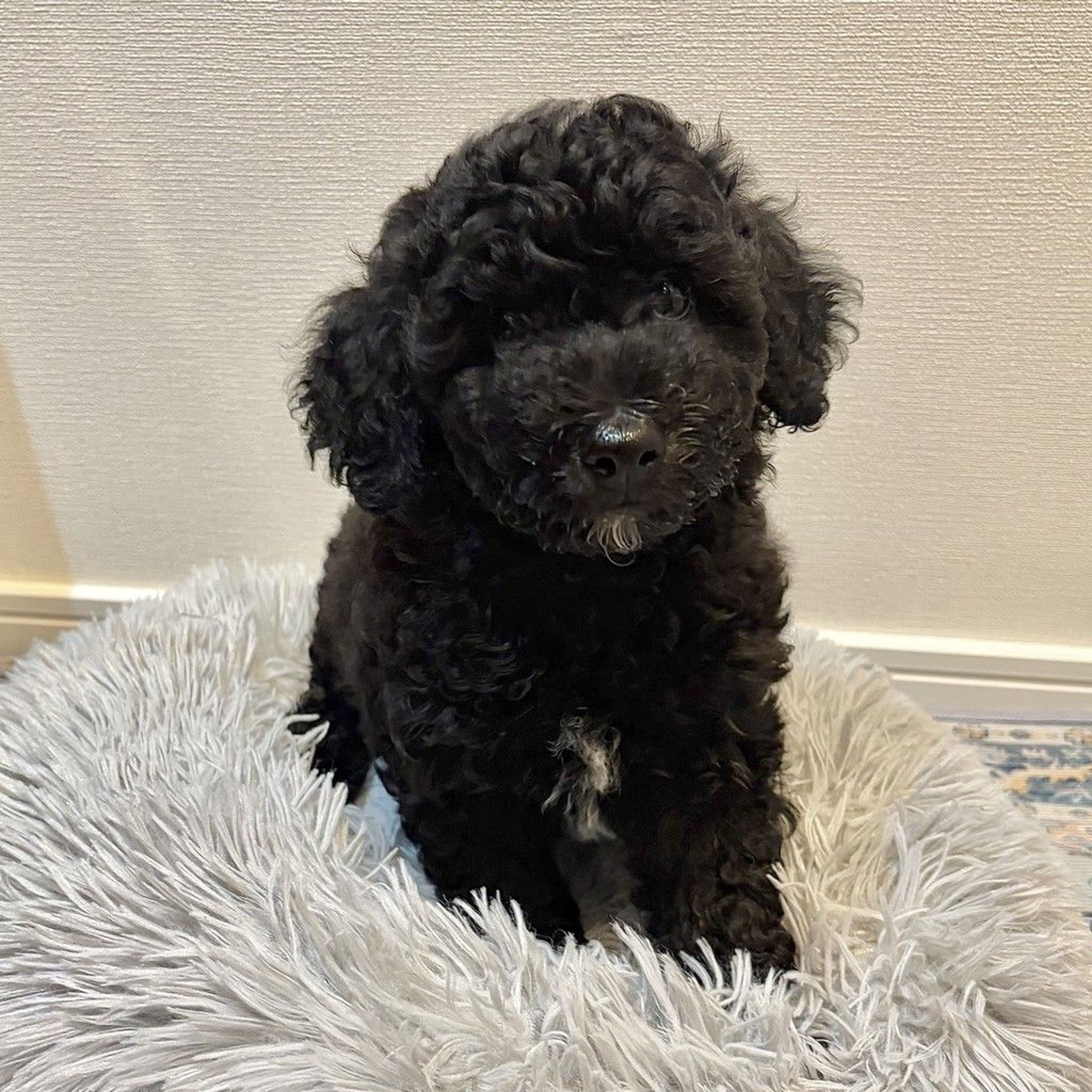 pet-image-8