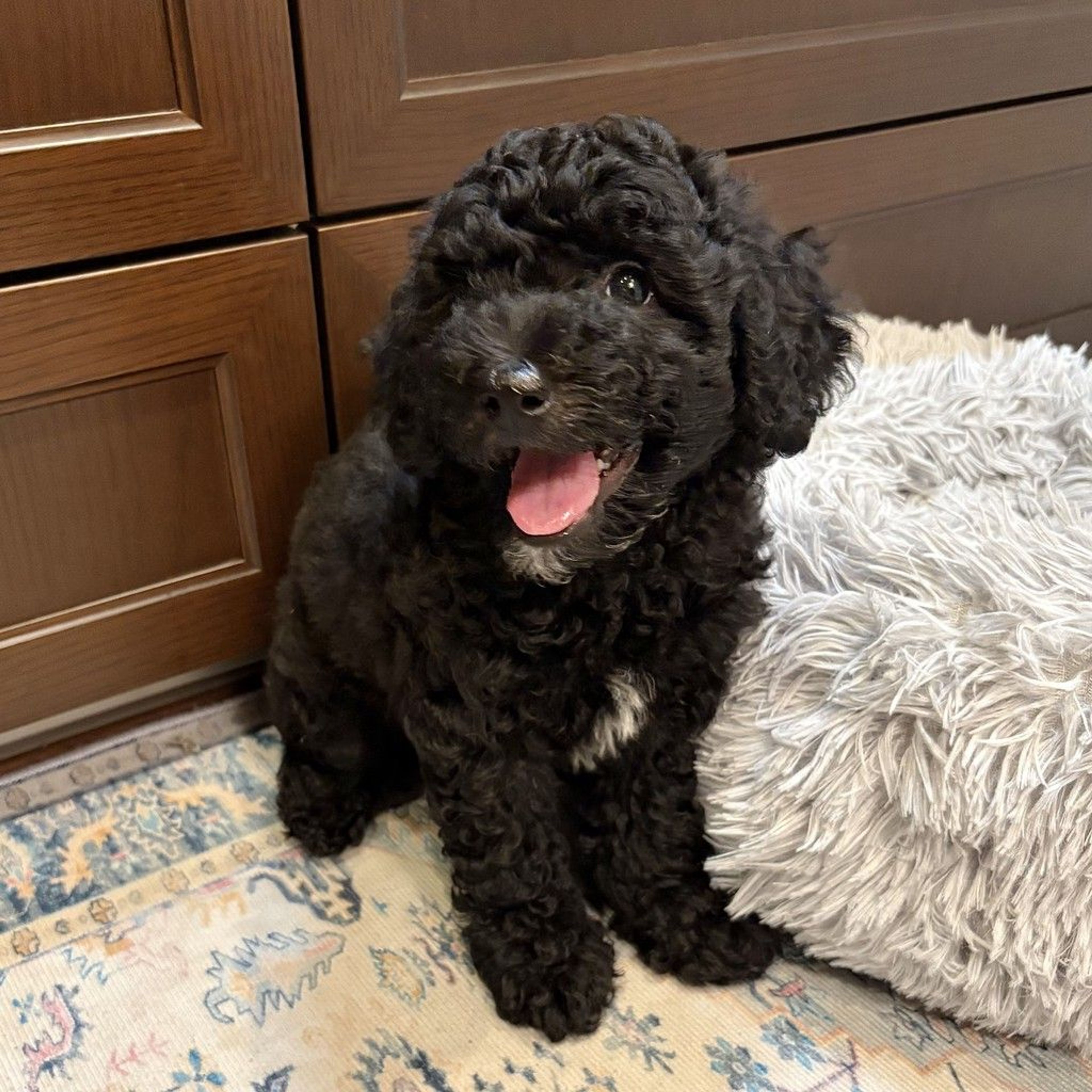 pet-image-9