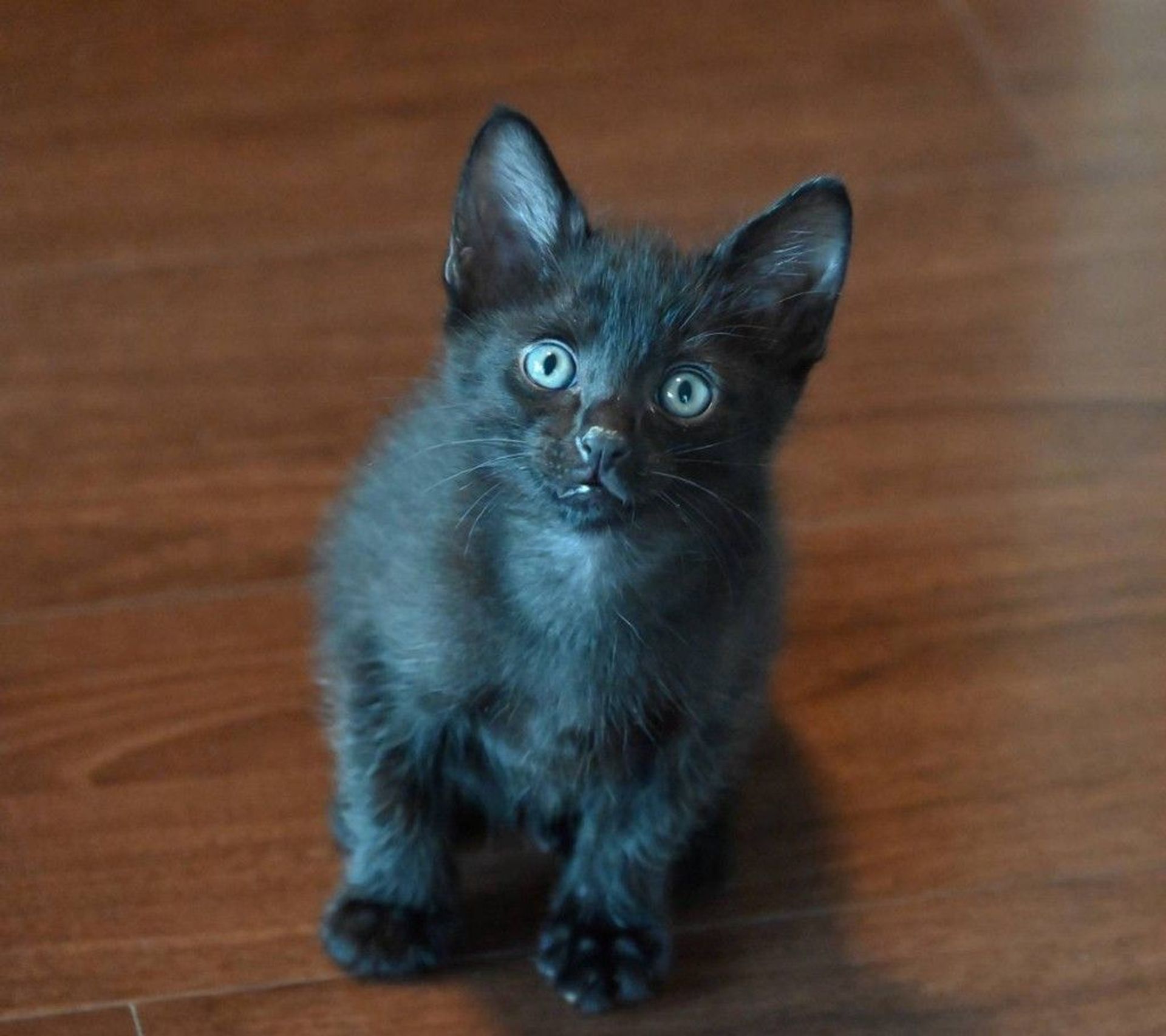 雑種（ミックス猫）・オスの里親募集の写真