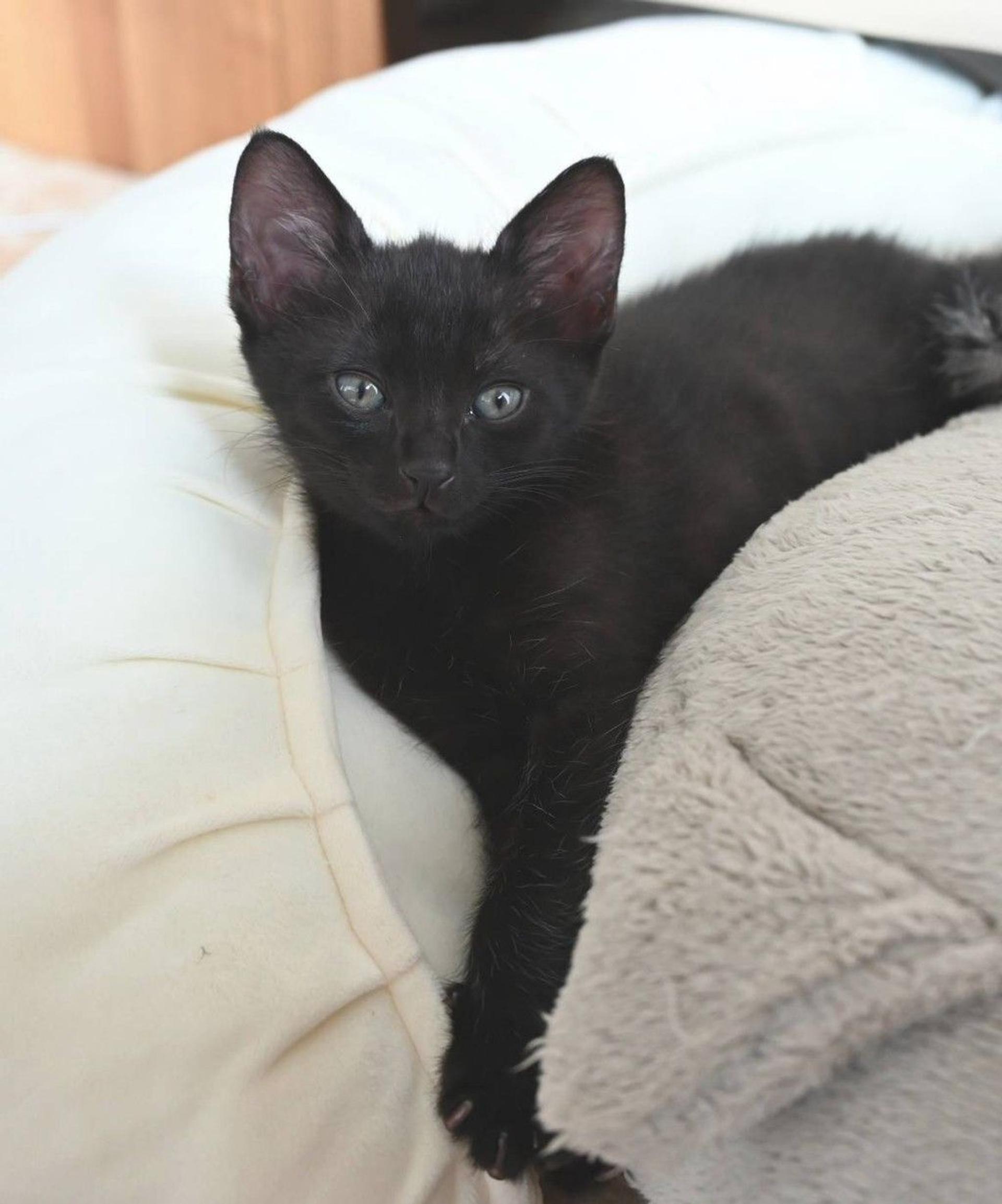 pet-image-3