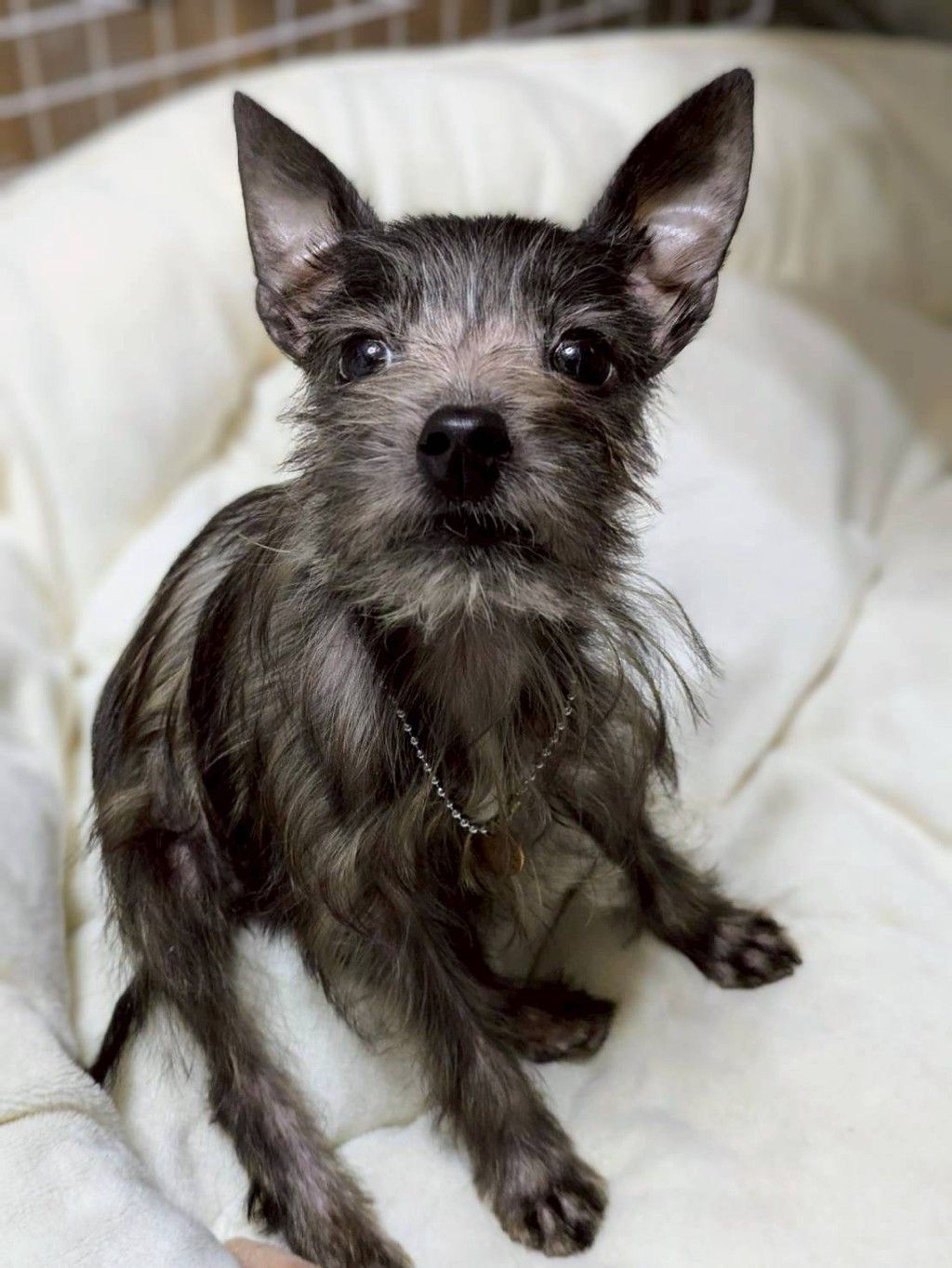pet-image-4