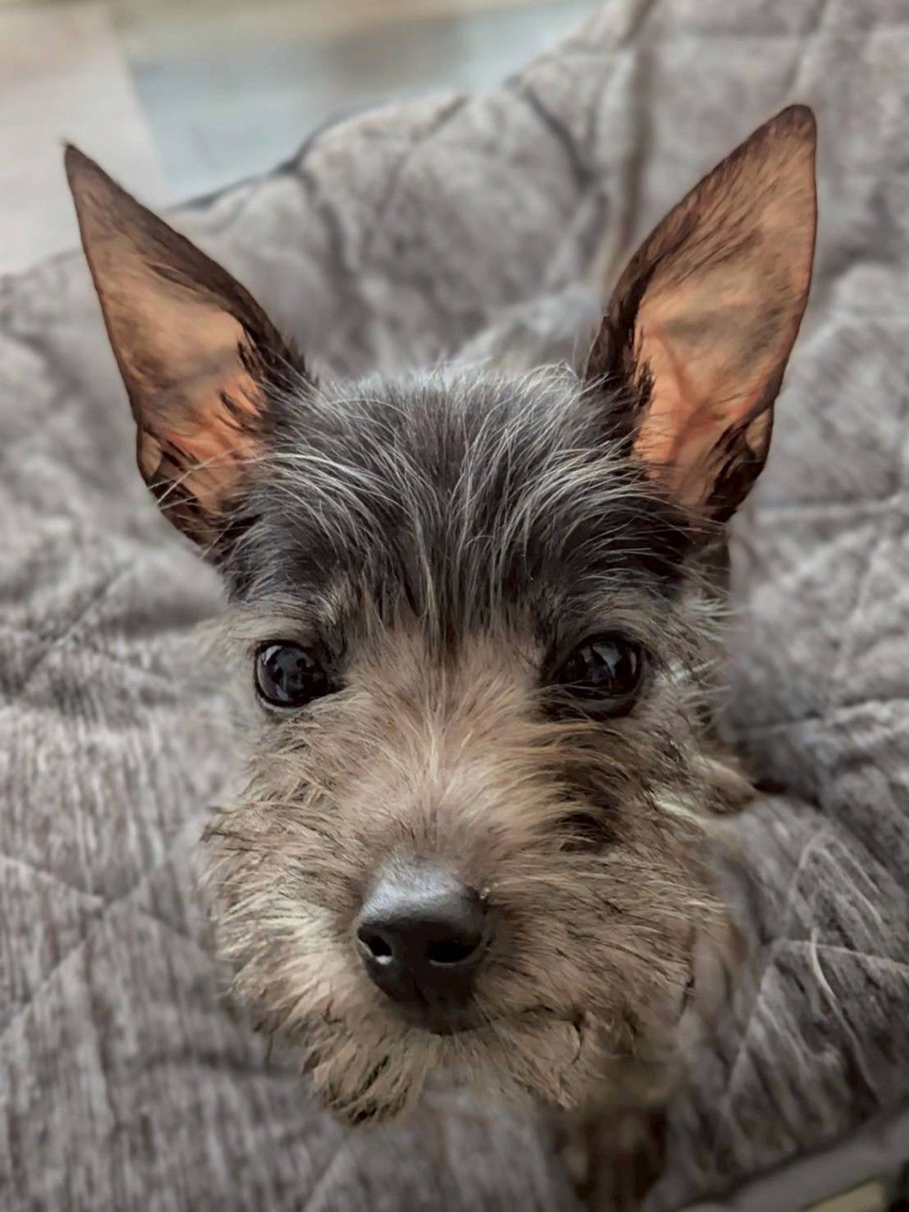 pet-image-6
