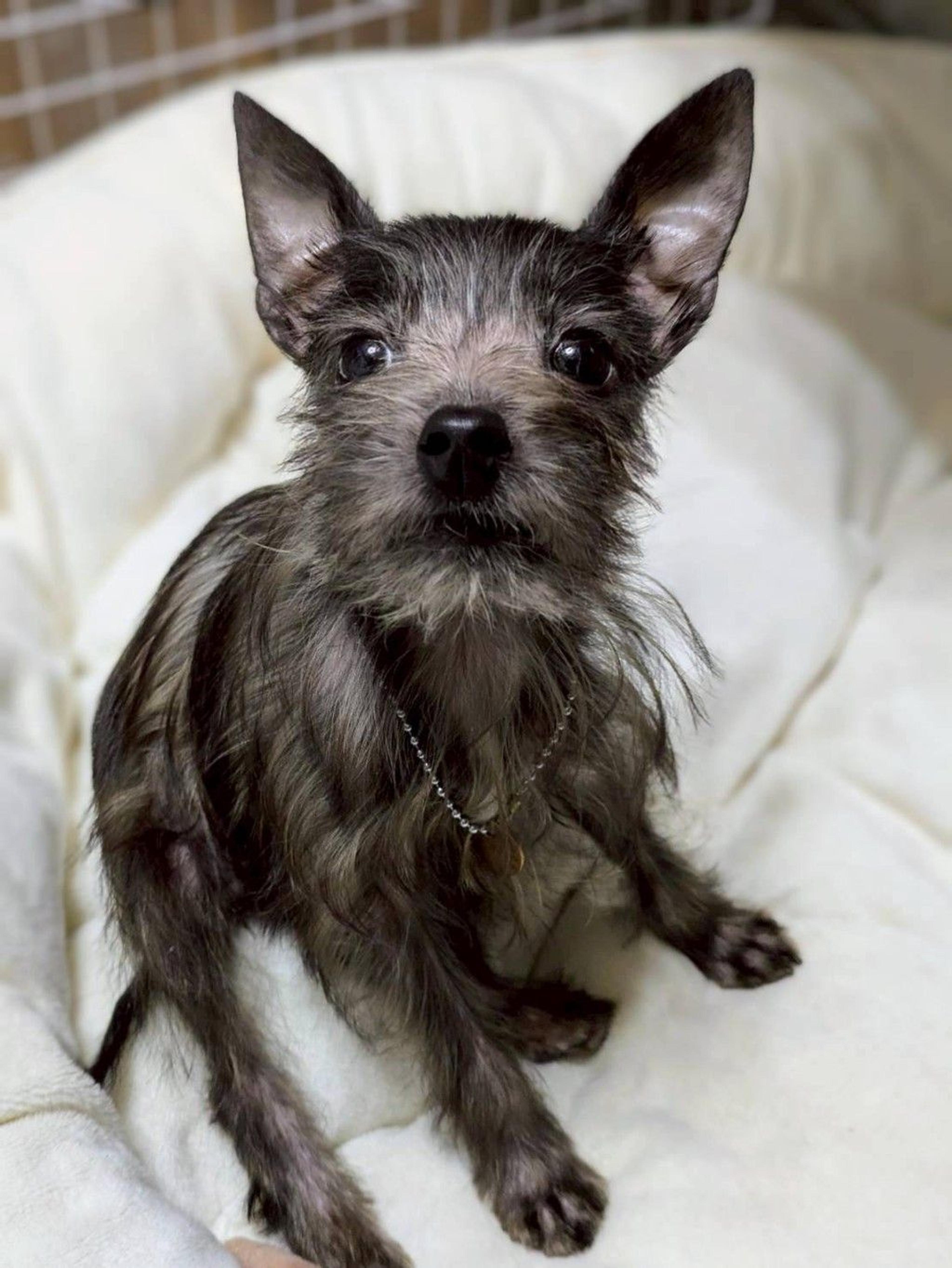 pet-image-4