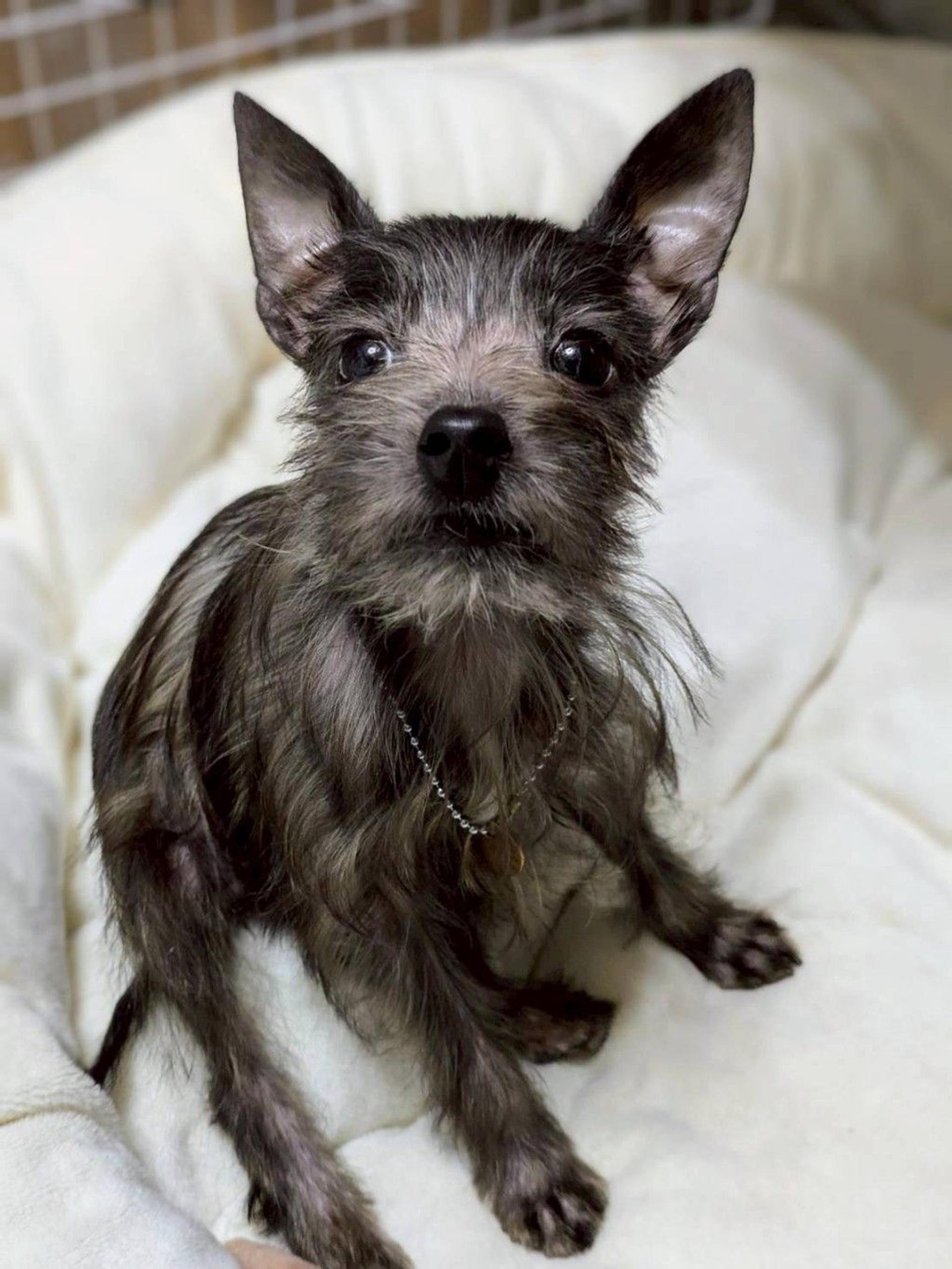 pet-image-4