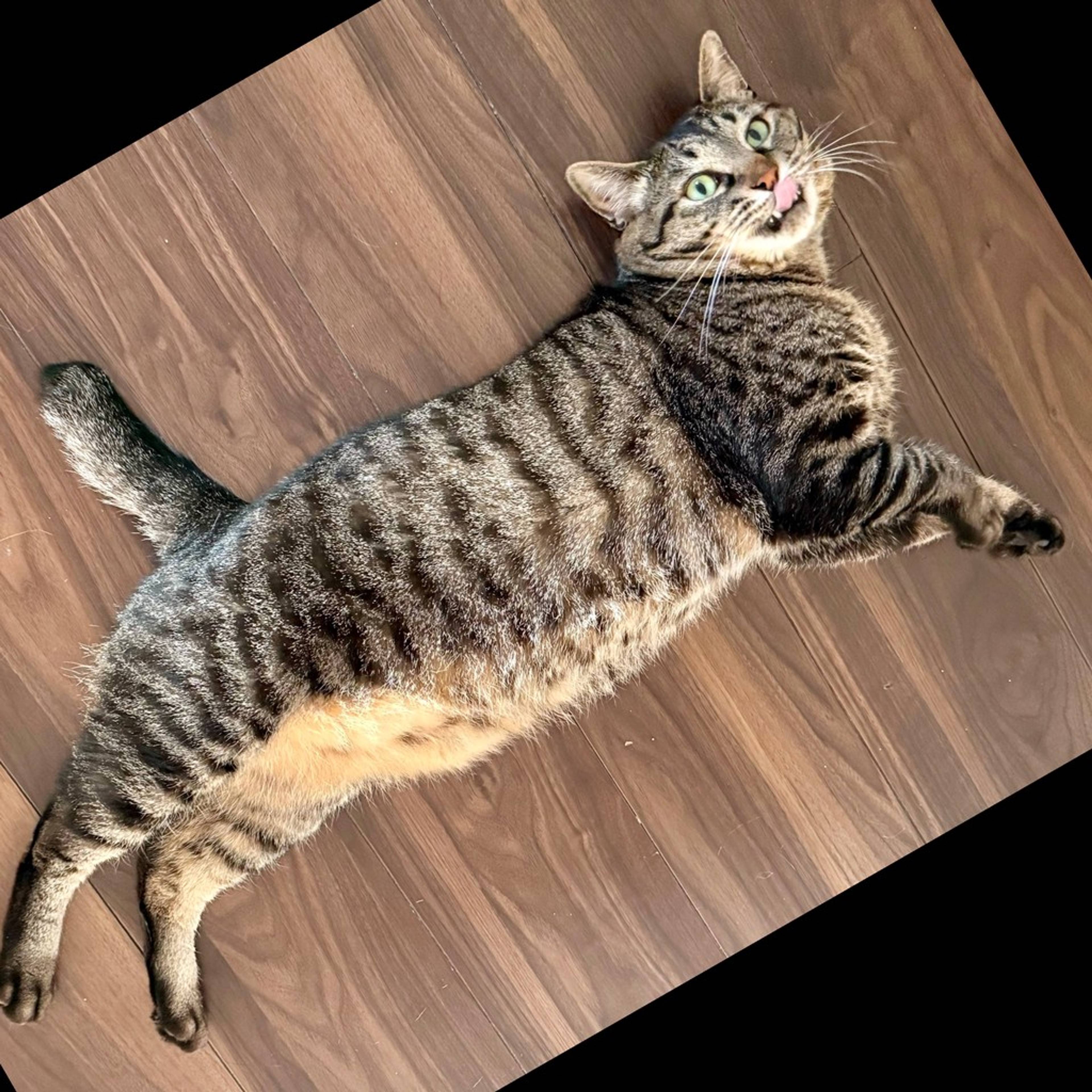 雑種（ミックス猫）・オスの里親募集の写真