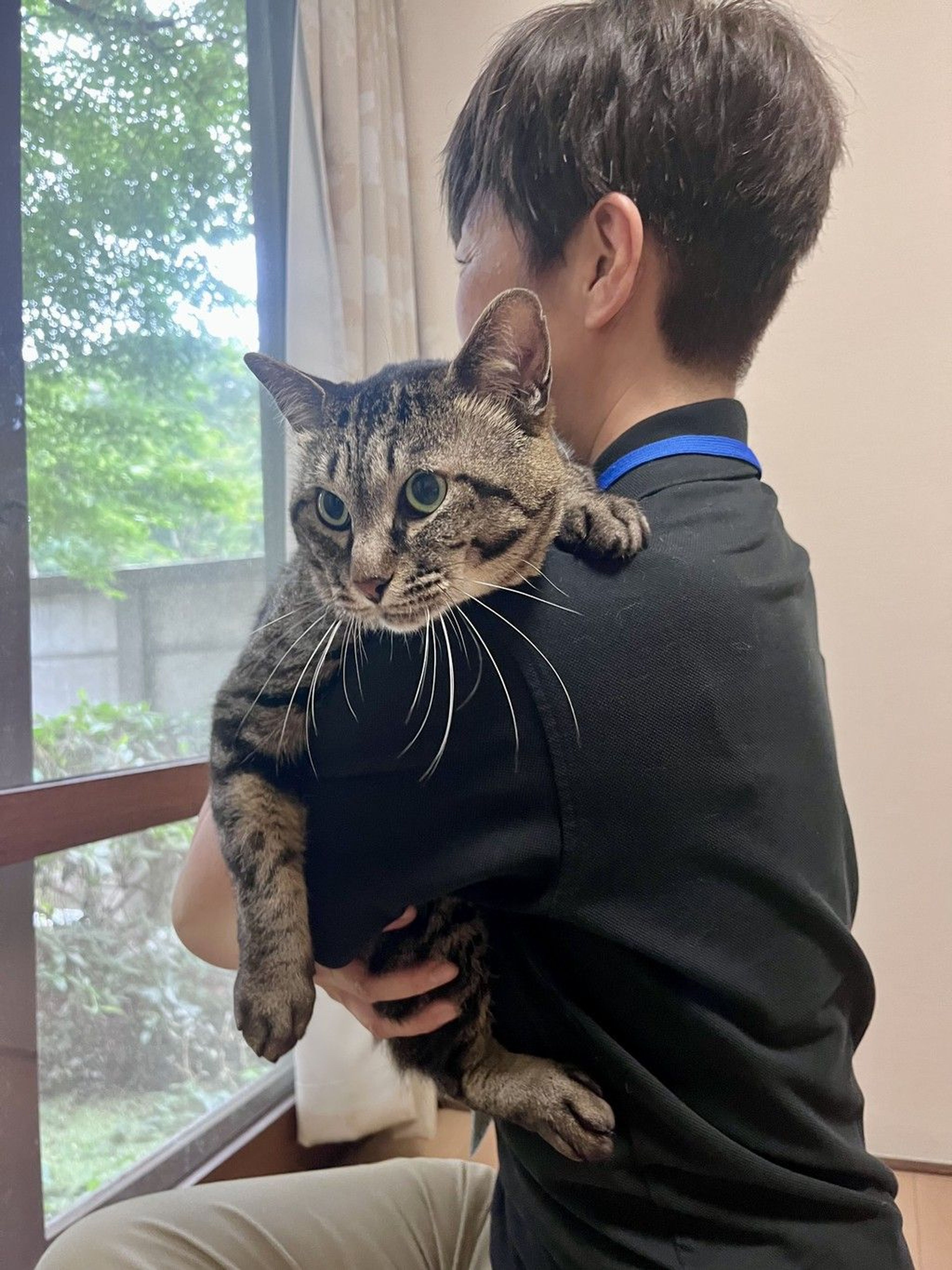 雑種（ミックス猫）・オスの里親募集の写真
