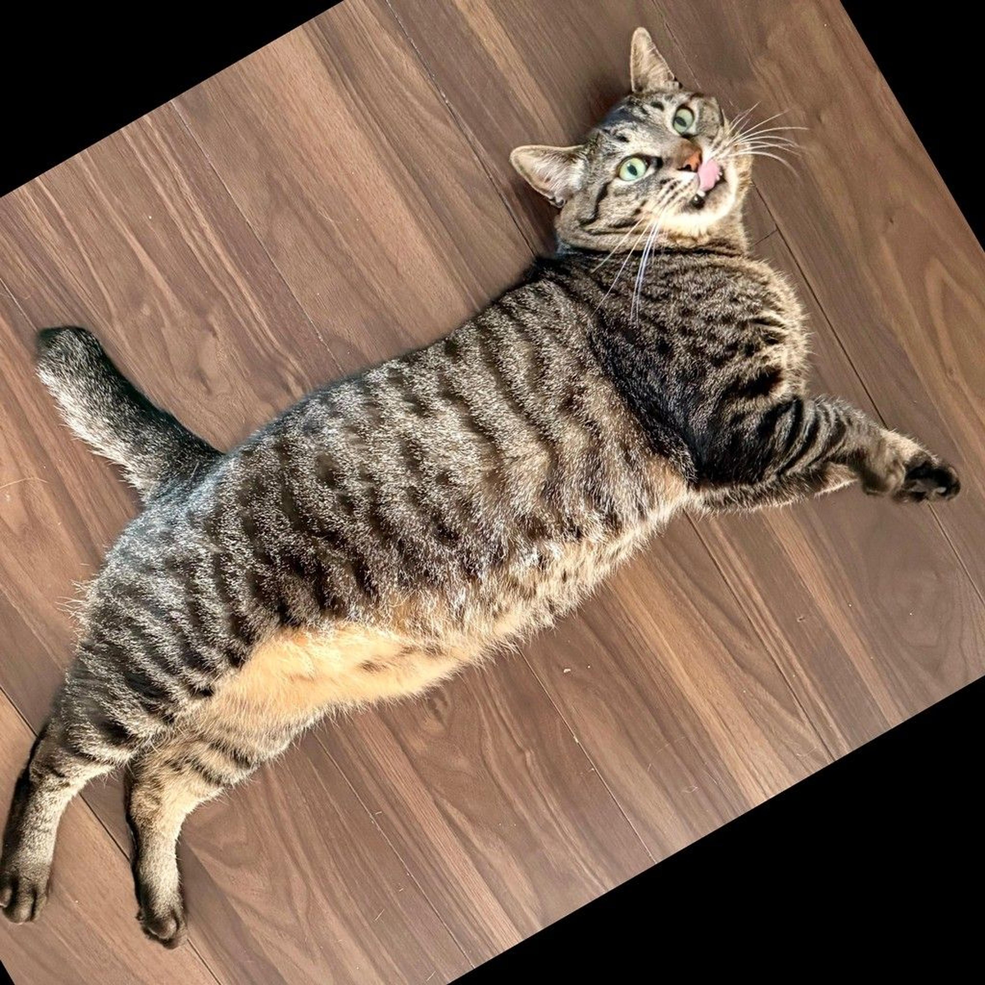 pet-image-2