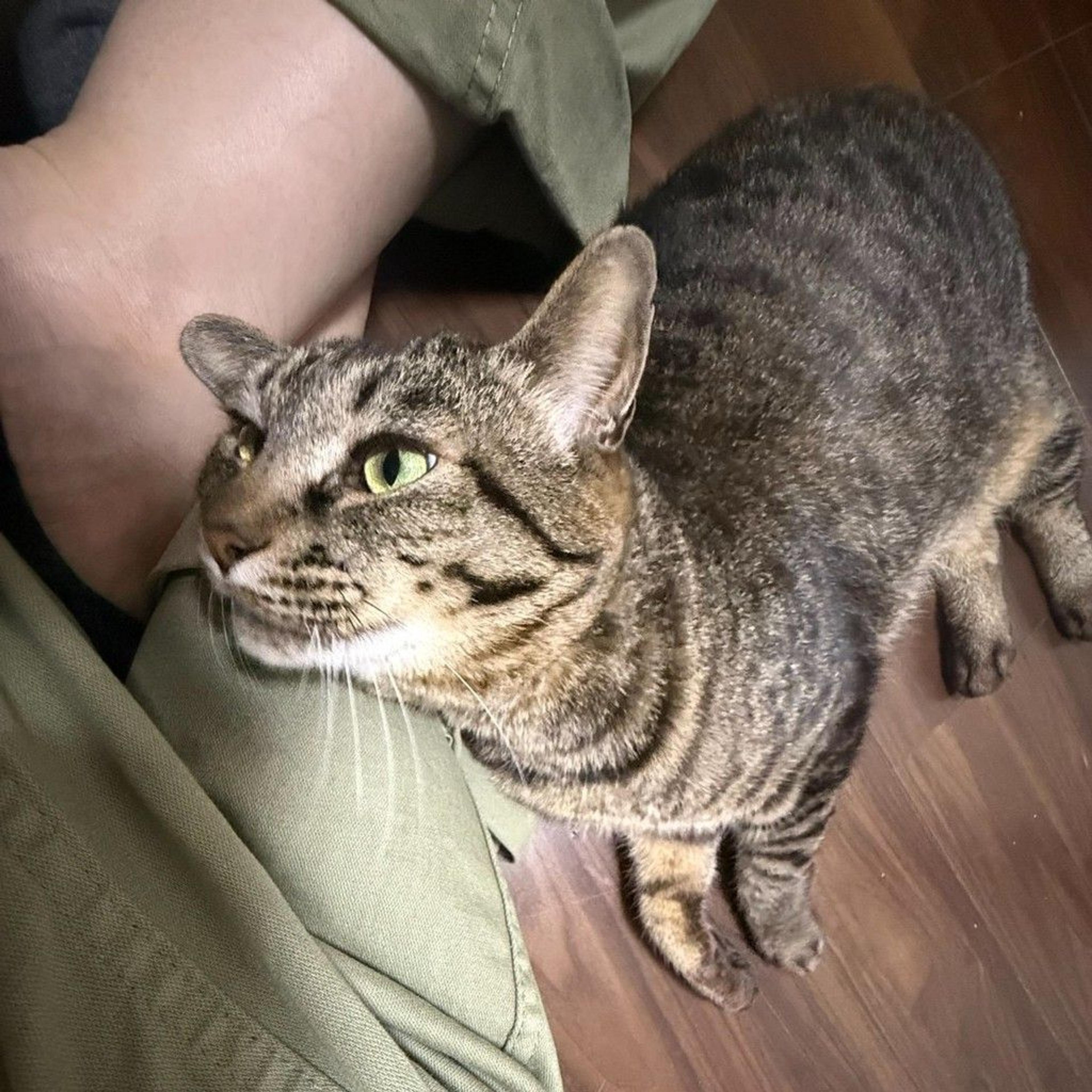 pet-image-4