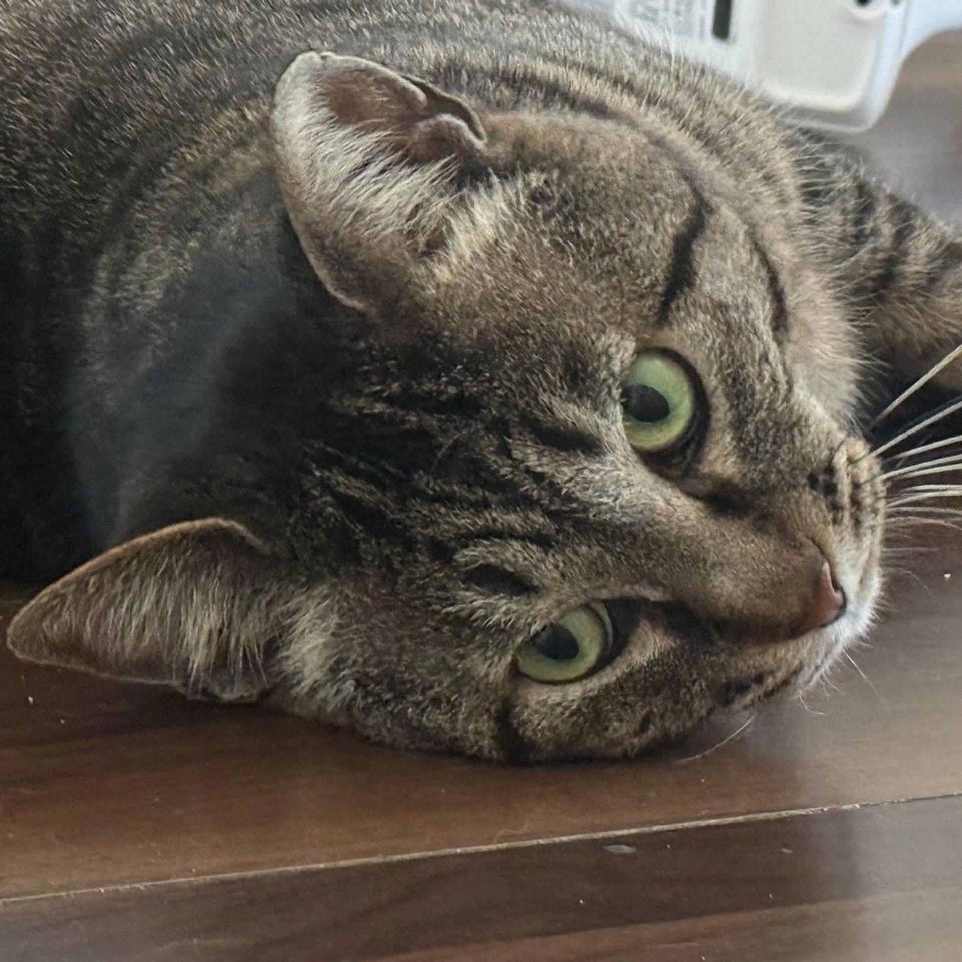 pet-image-6
