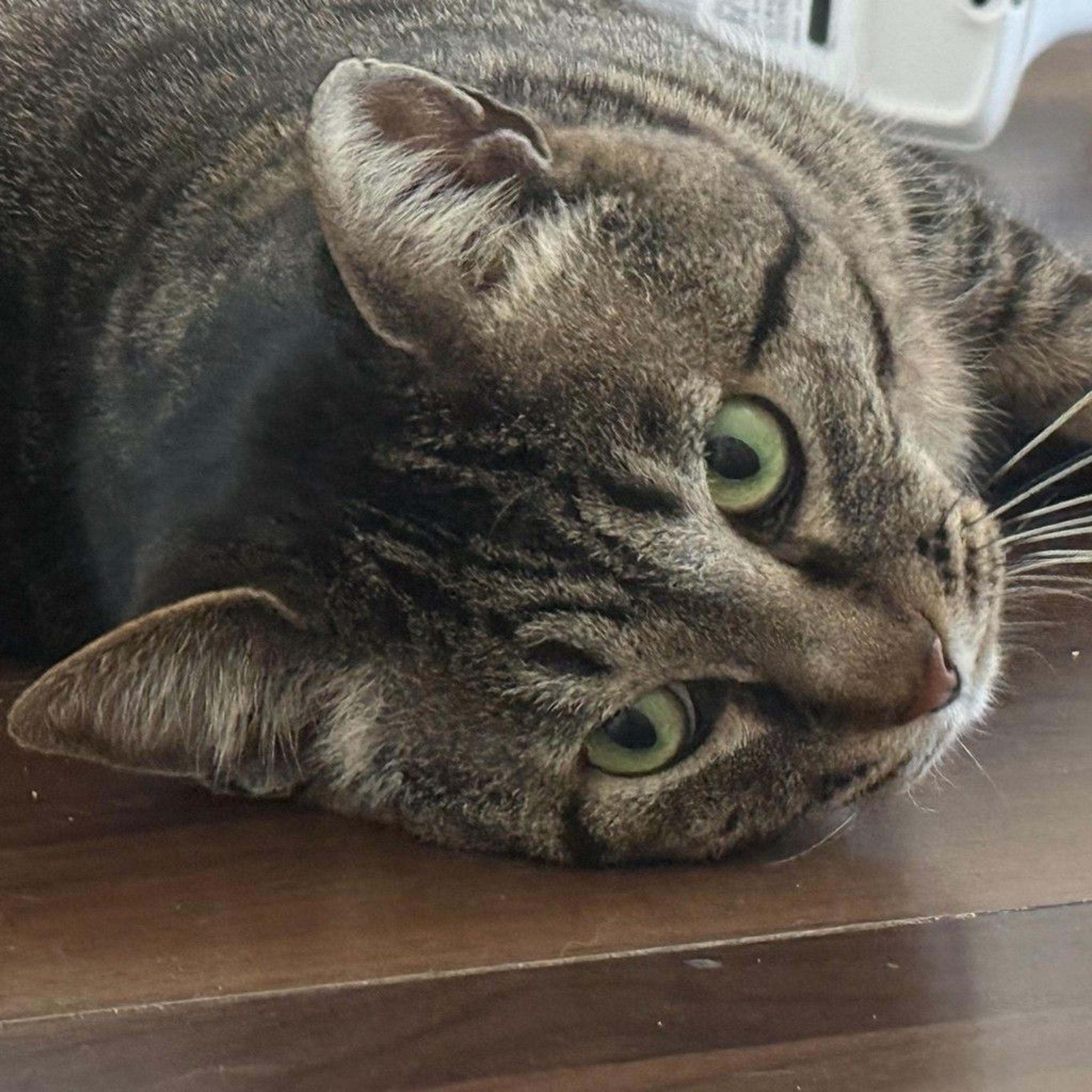 pet-image-6