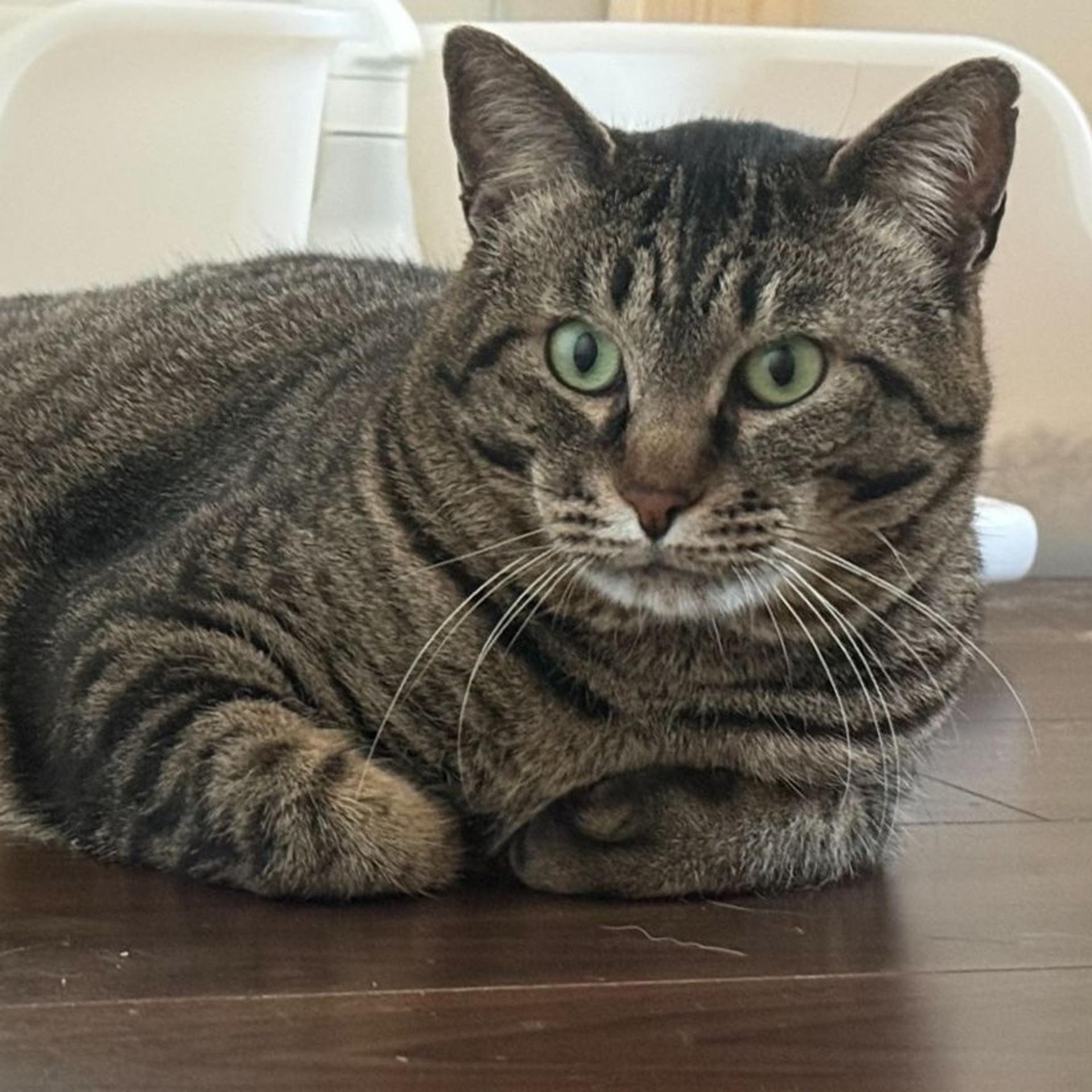 pet-image-8