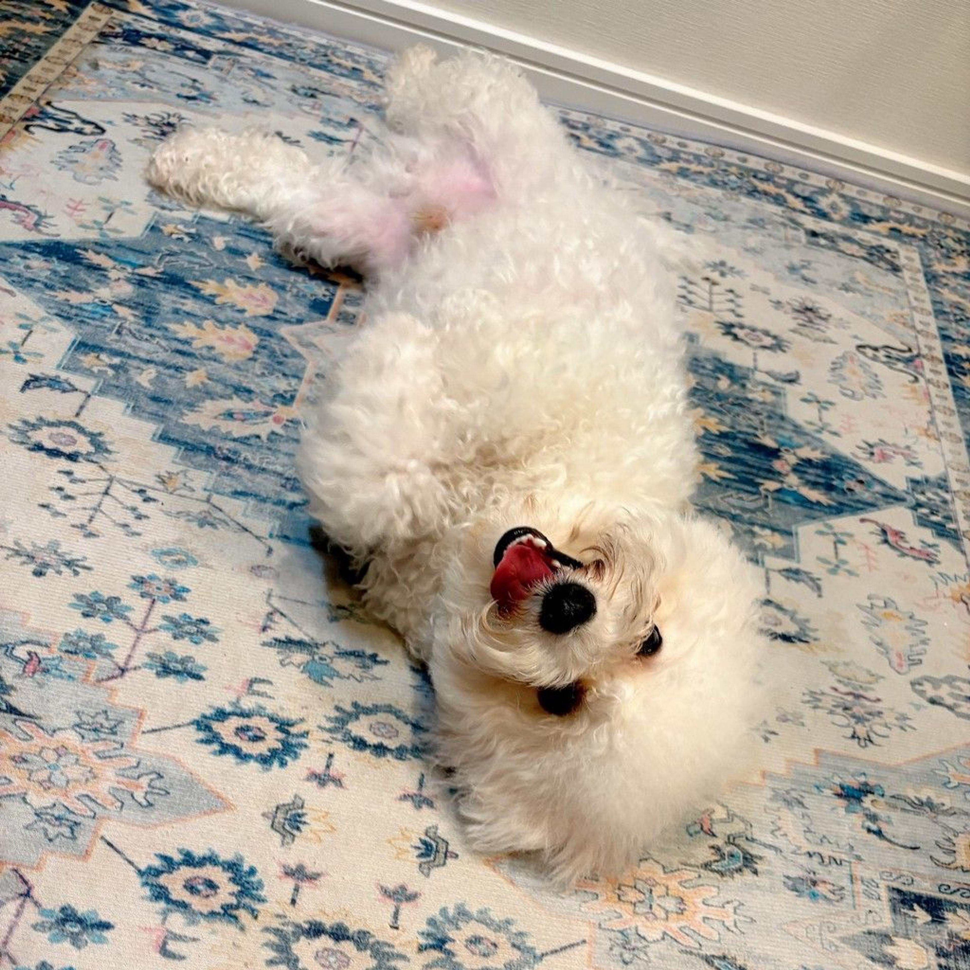 pet-image-4