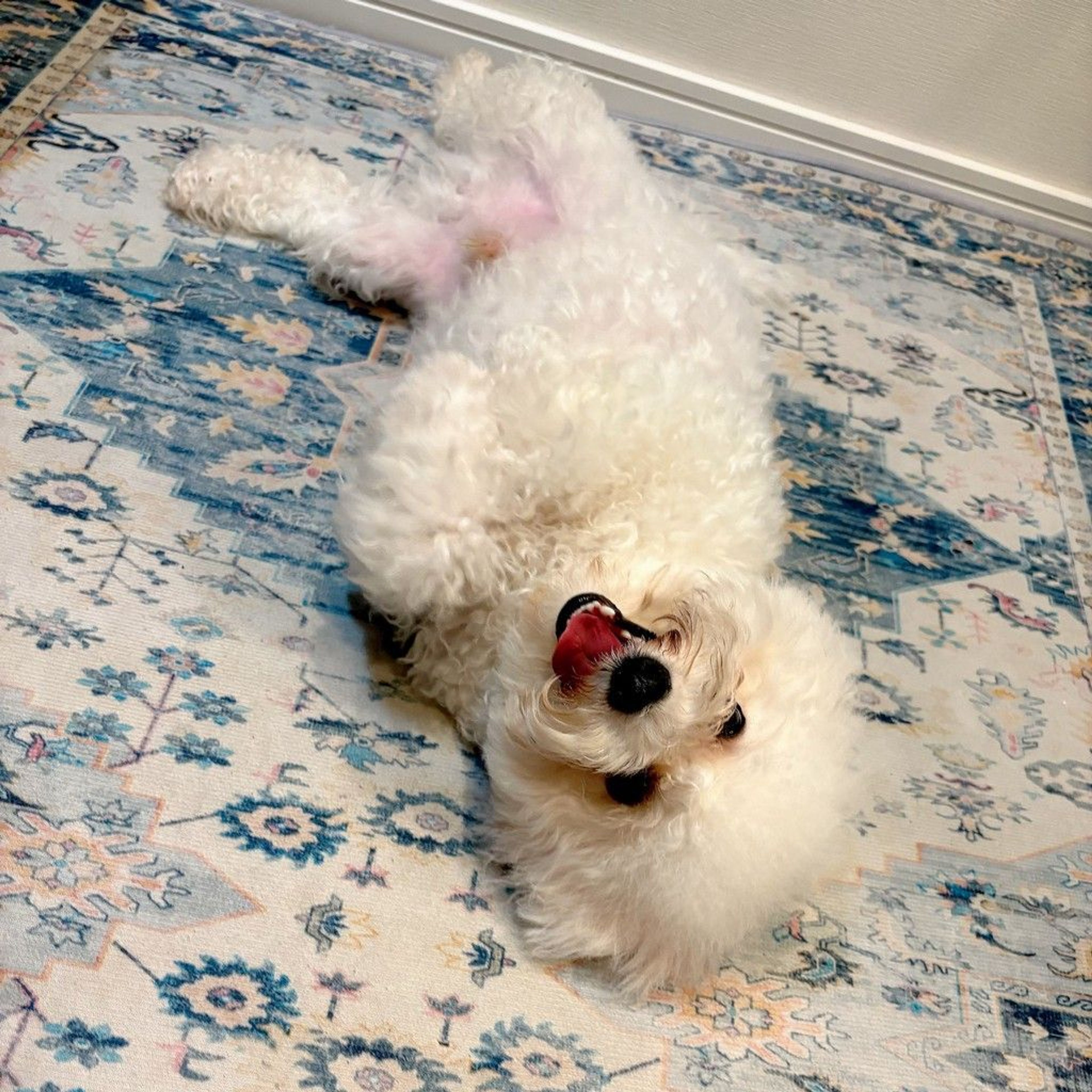 pet-image-4