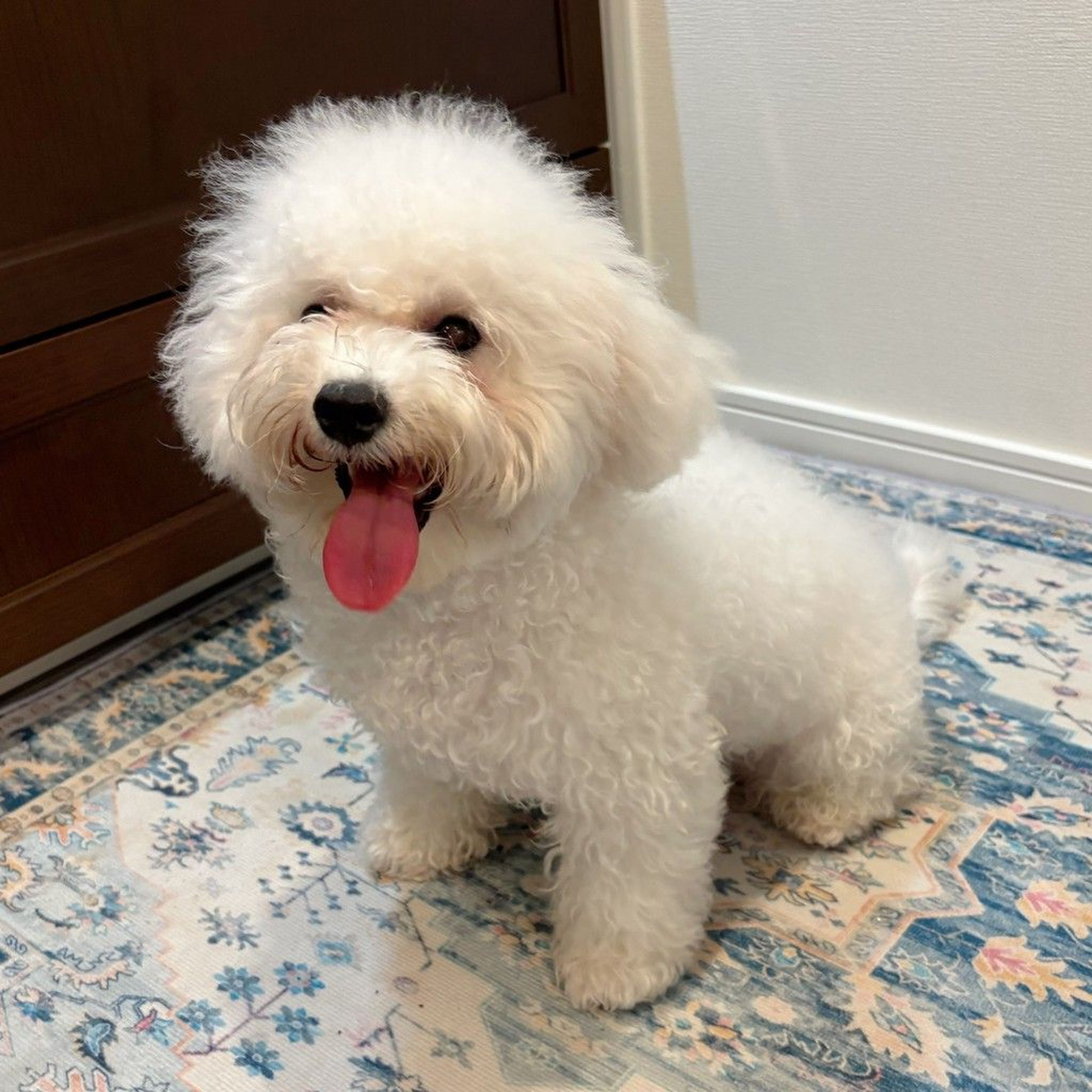 pet-image-5
