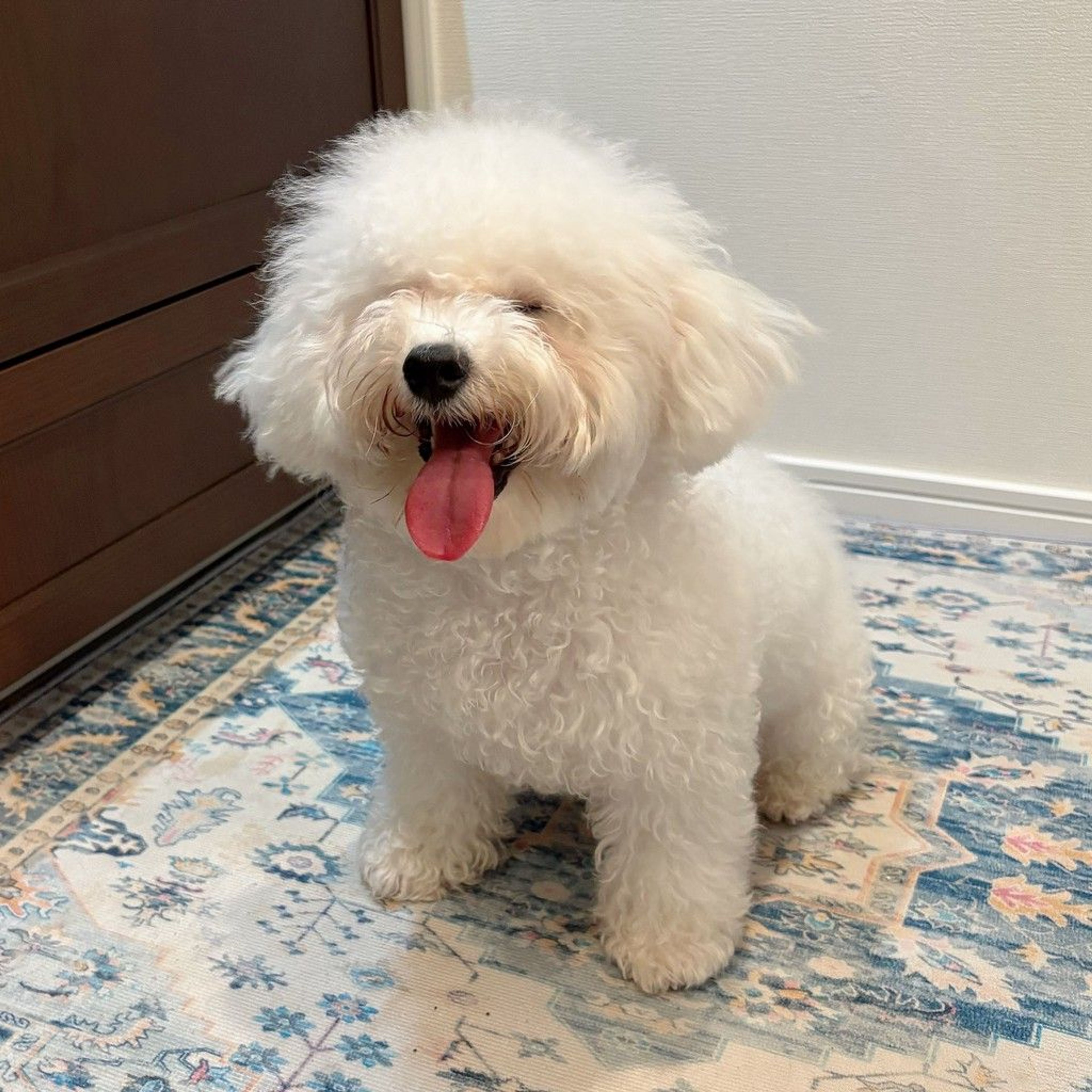 pet-image-6